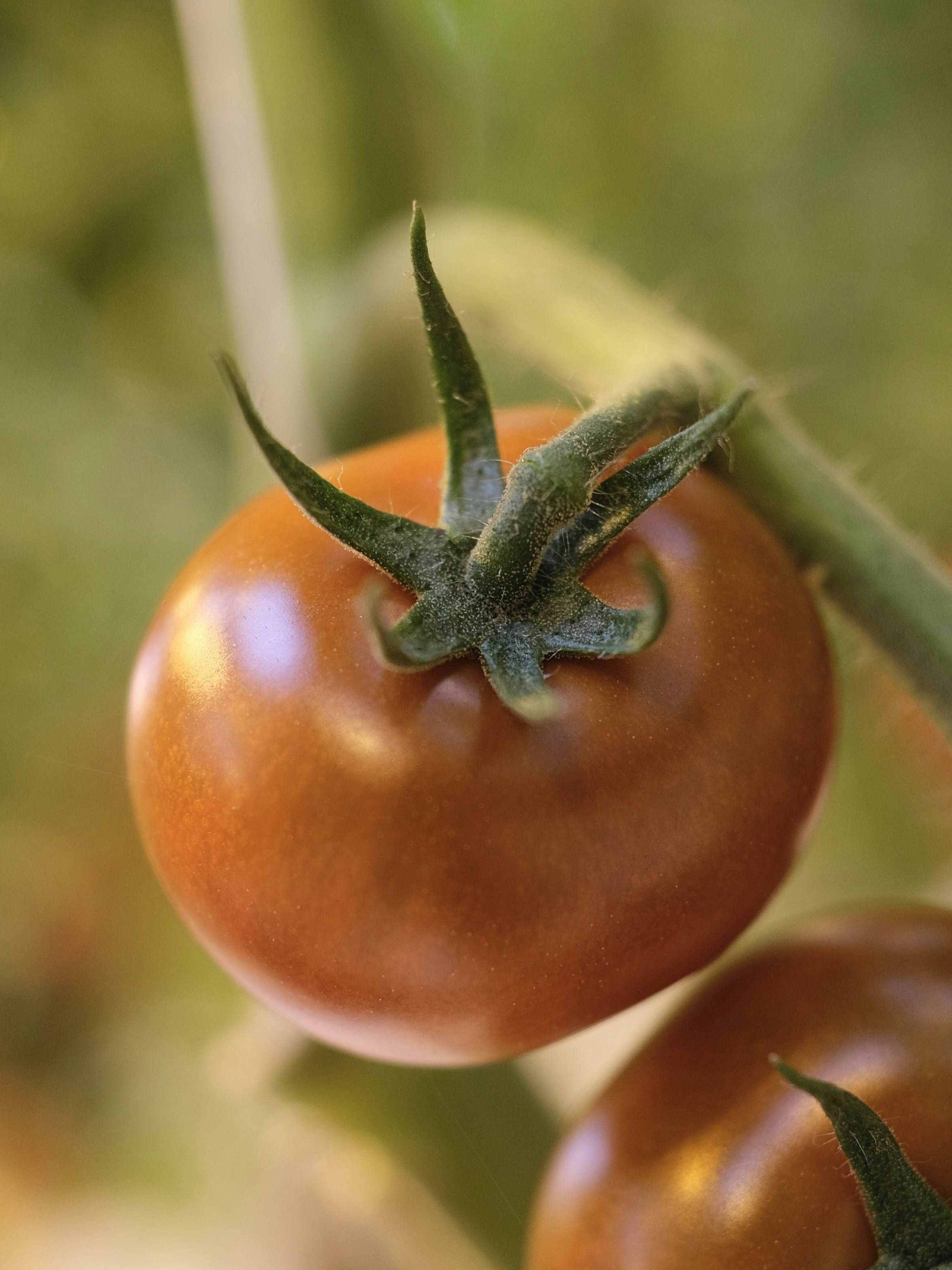 A close up of two tomatoes on a plant