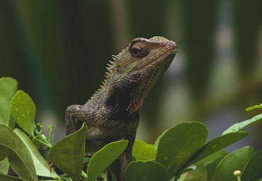 A close up of a lizard on a tree branch