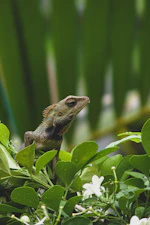 A lizard sitting on top of a lush green plant
