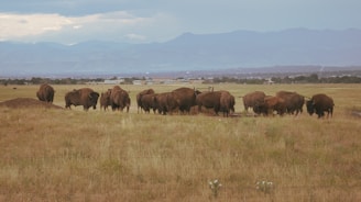 A herd of buffalo grazing on a dry grass field