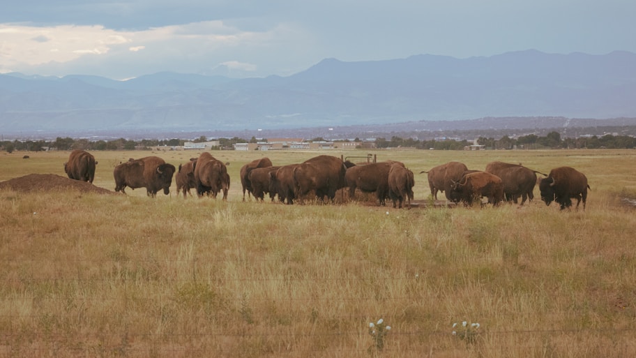 A herd of buffalo grazing on a dry grass field