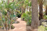 A path through a tropical garden with palm trees