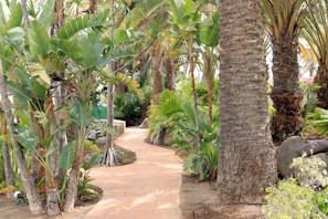 A path through a tropical garden with palm trees