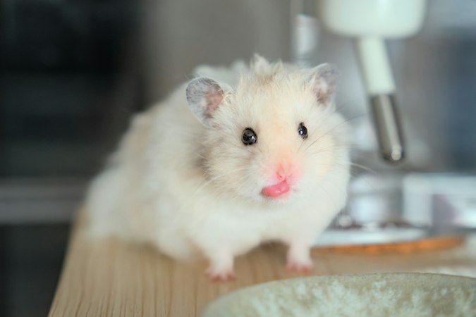 Longhaired Syrian hamster beside a bowl on a wooden surface