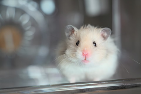 A small white hamster sitting on top of a counter