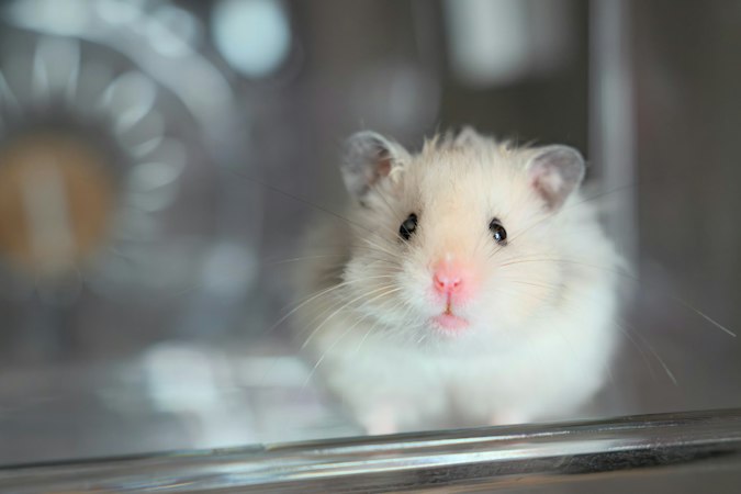 Pale Syrian hamster resting its front paws on a smooth ledge