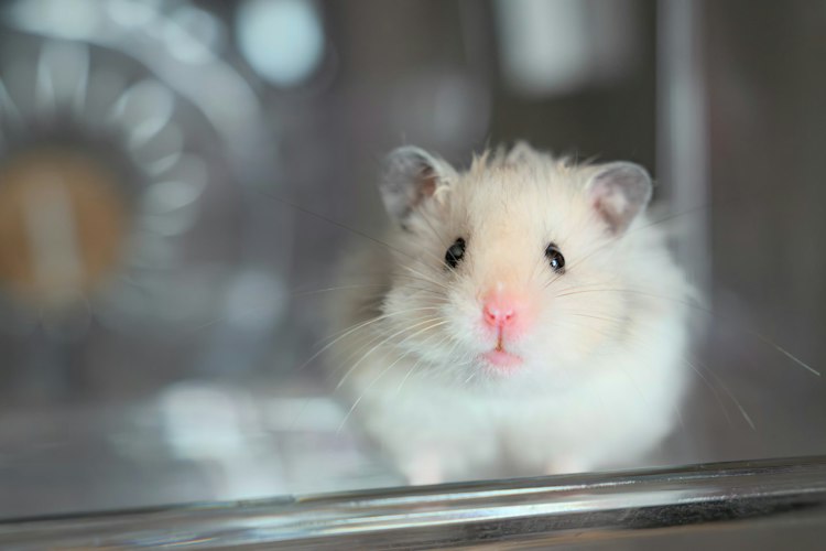 Pale Syrian hamster resting its front paws on a smooth ledge