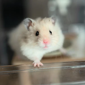 Our hamster 3
