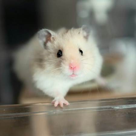 Longhaired pale Syrian hamster looking toward the camera indoors