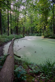 A swampy area with a fallen log in the foreground