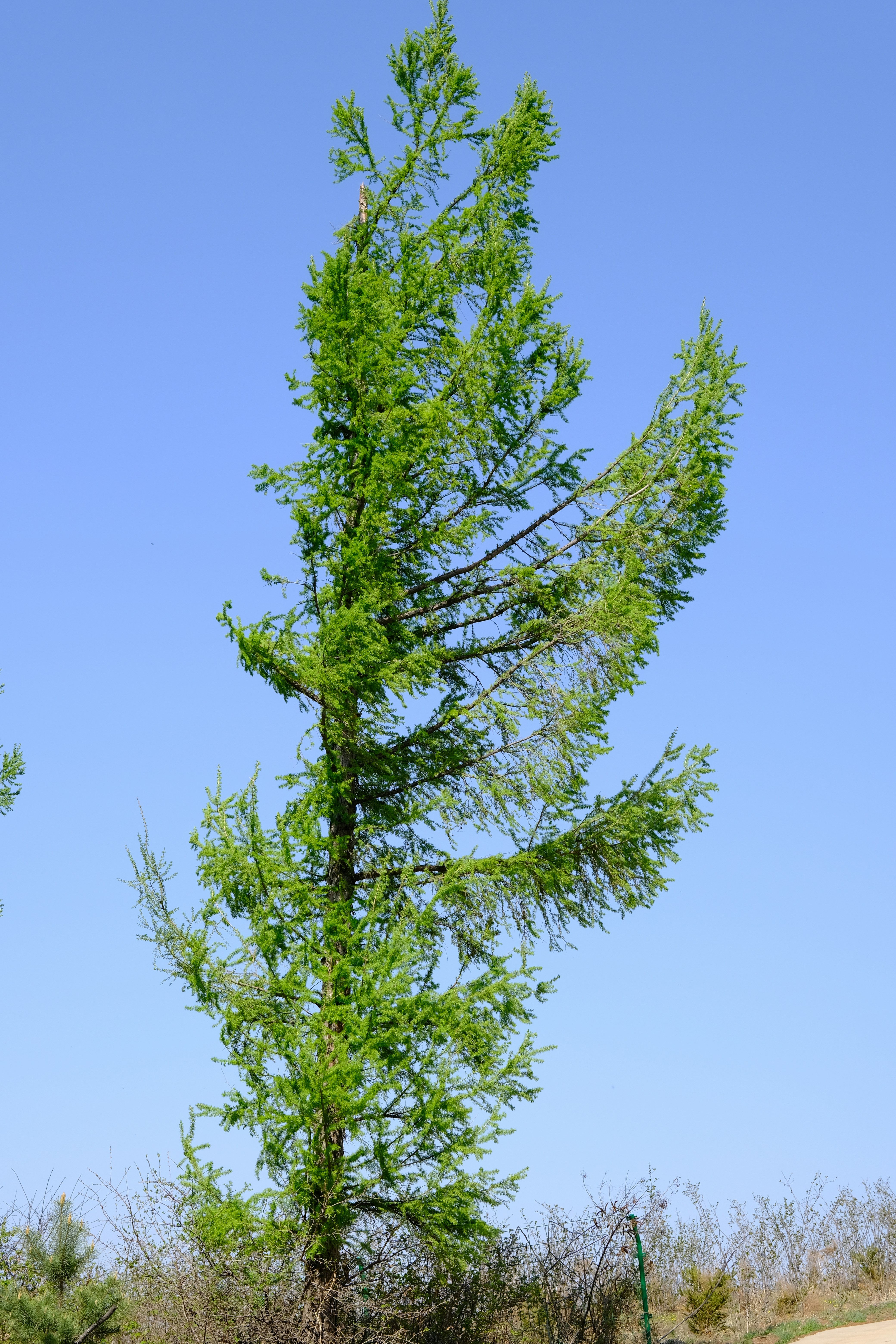 A tall green tree sitting next to a lush green field
