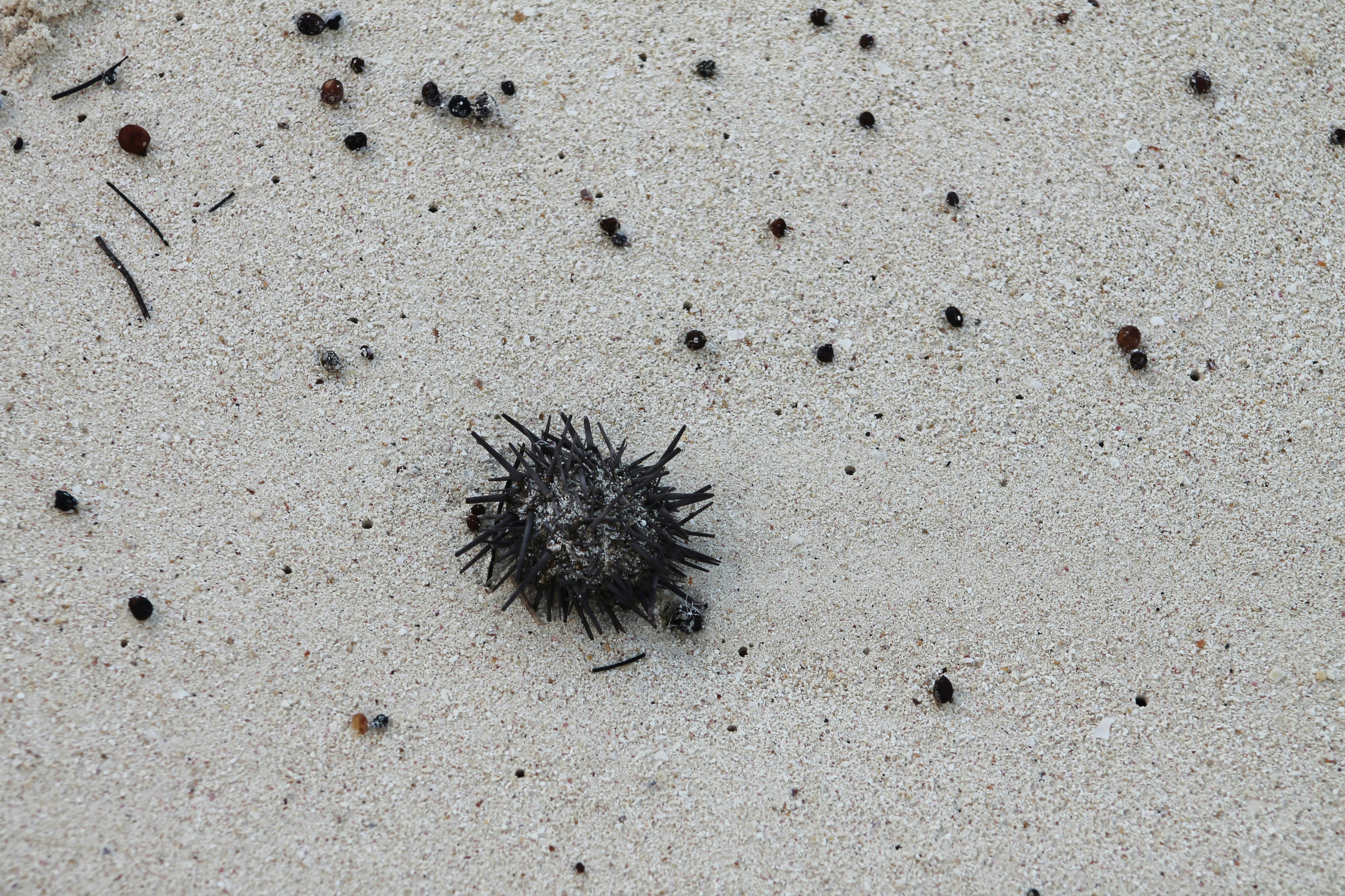 A group of black bugs on a white surface