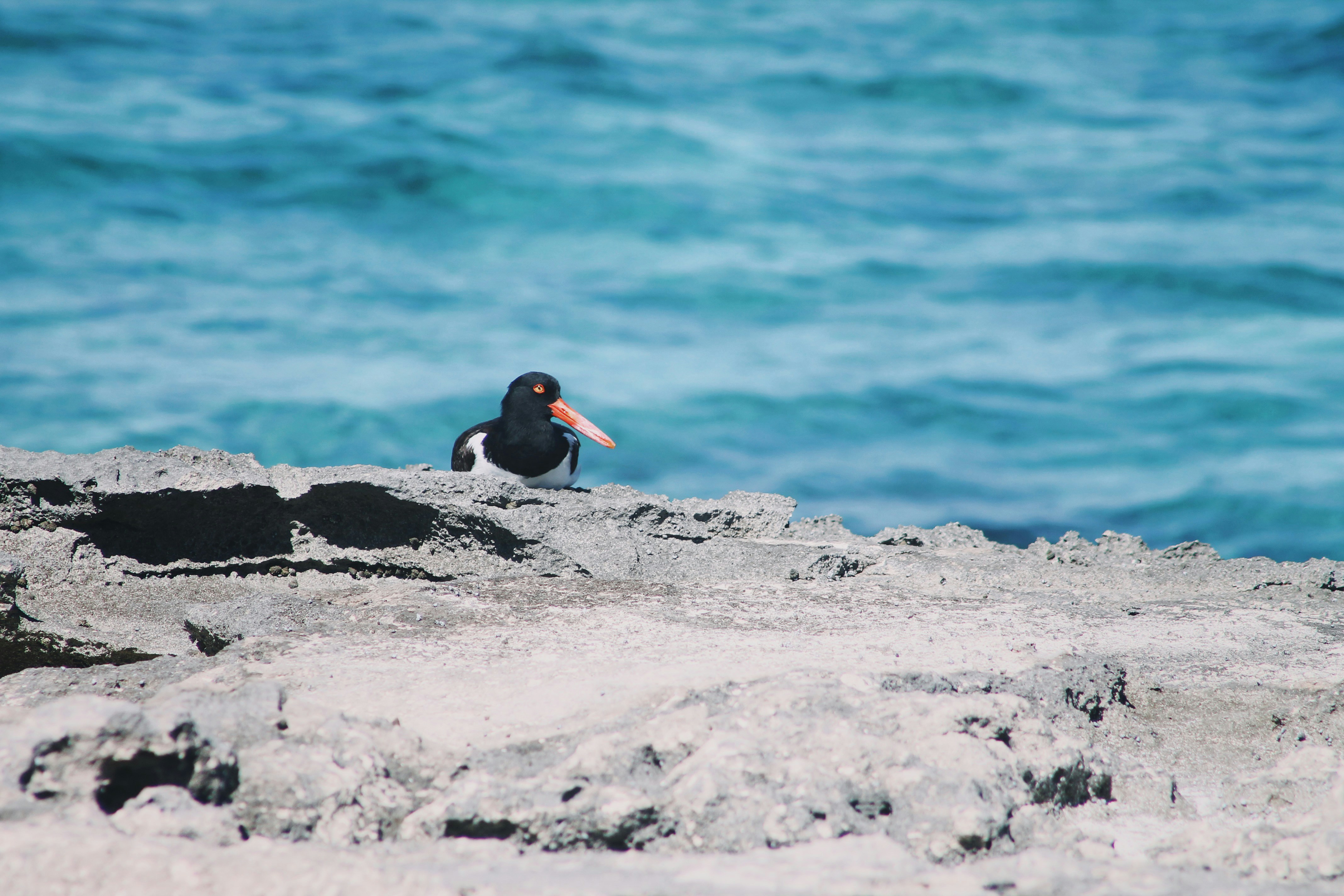  A black and white American Oystercatcher bird with a bright orange beak and yellow eyes is perched on a rocky shoreline.
