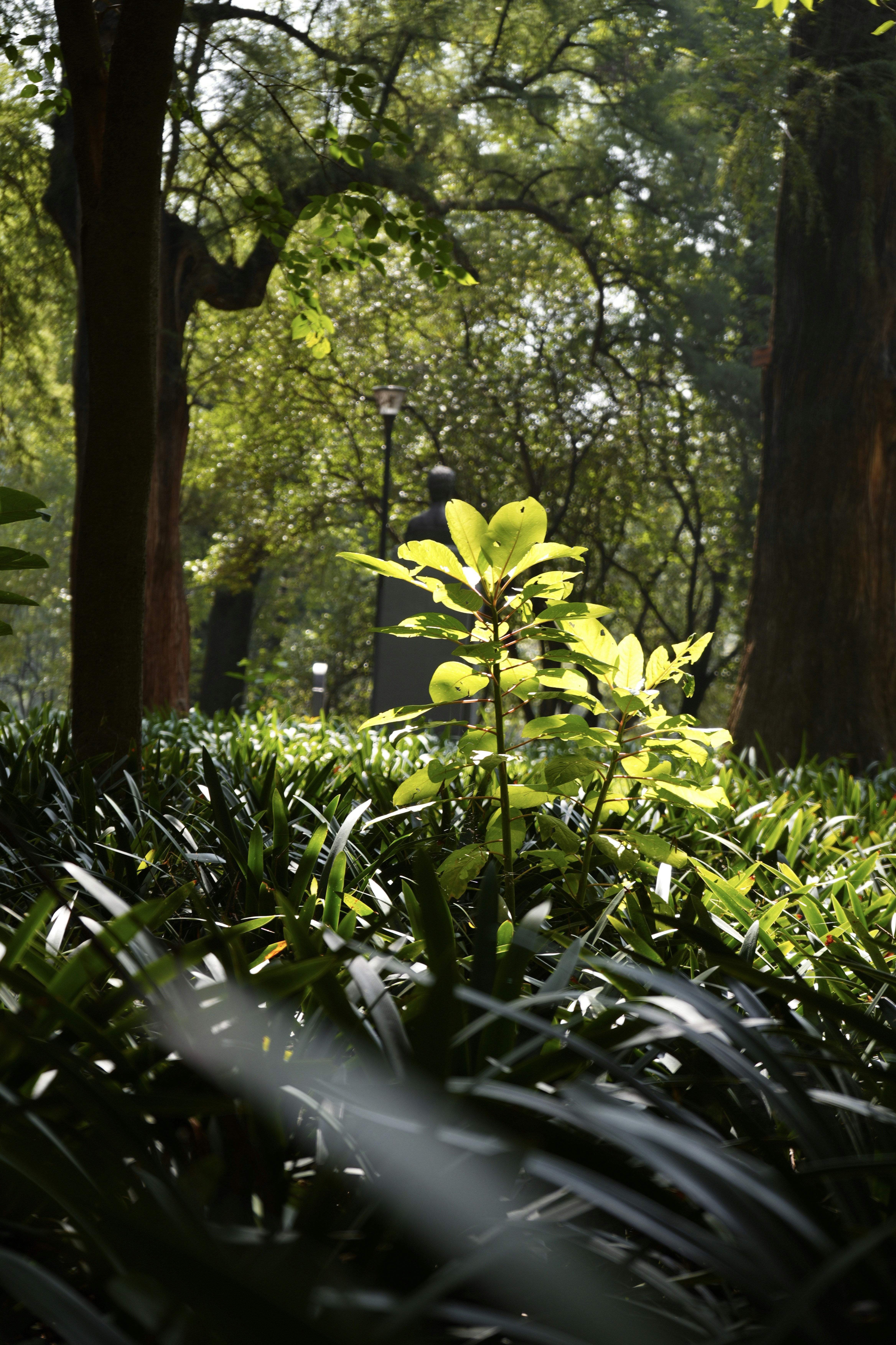 Una foresta verde lussureggiante piena di molti alberi