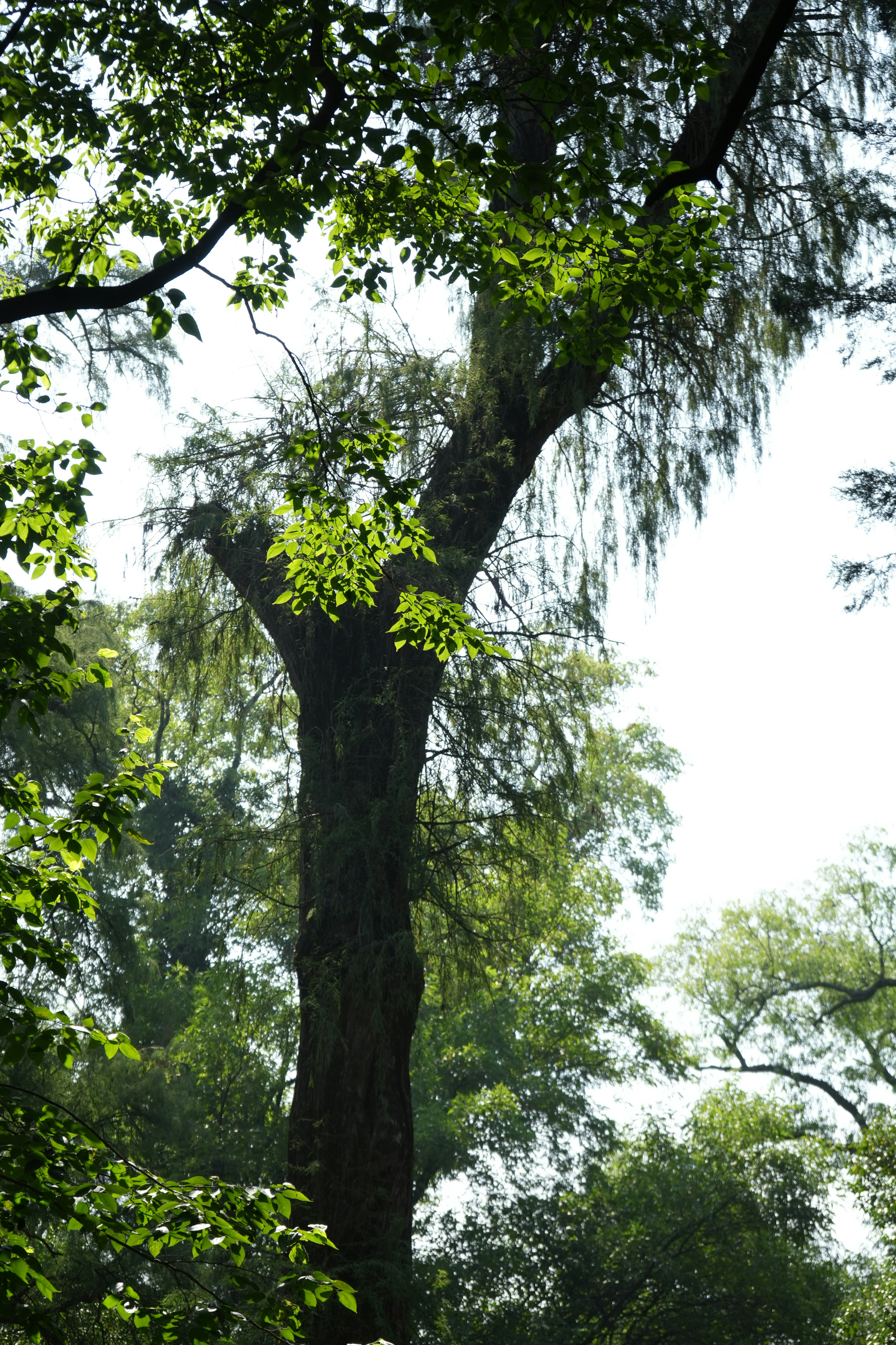 Un grande albero in mezzo a una foresta