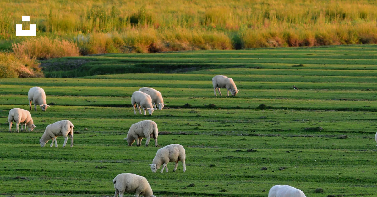 A herd of sheep grazing on a lush green field photo – Free Tümlauer ...