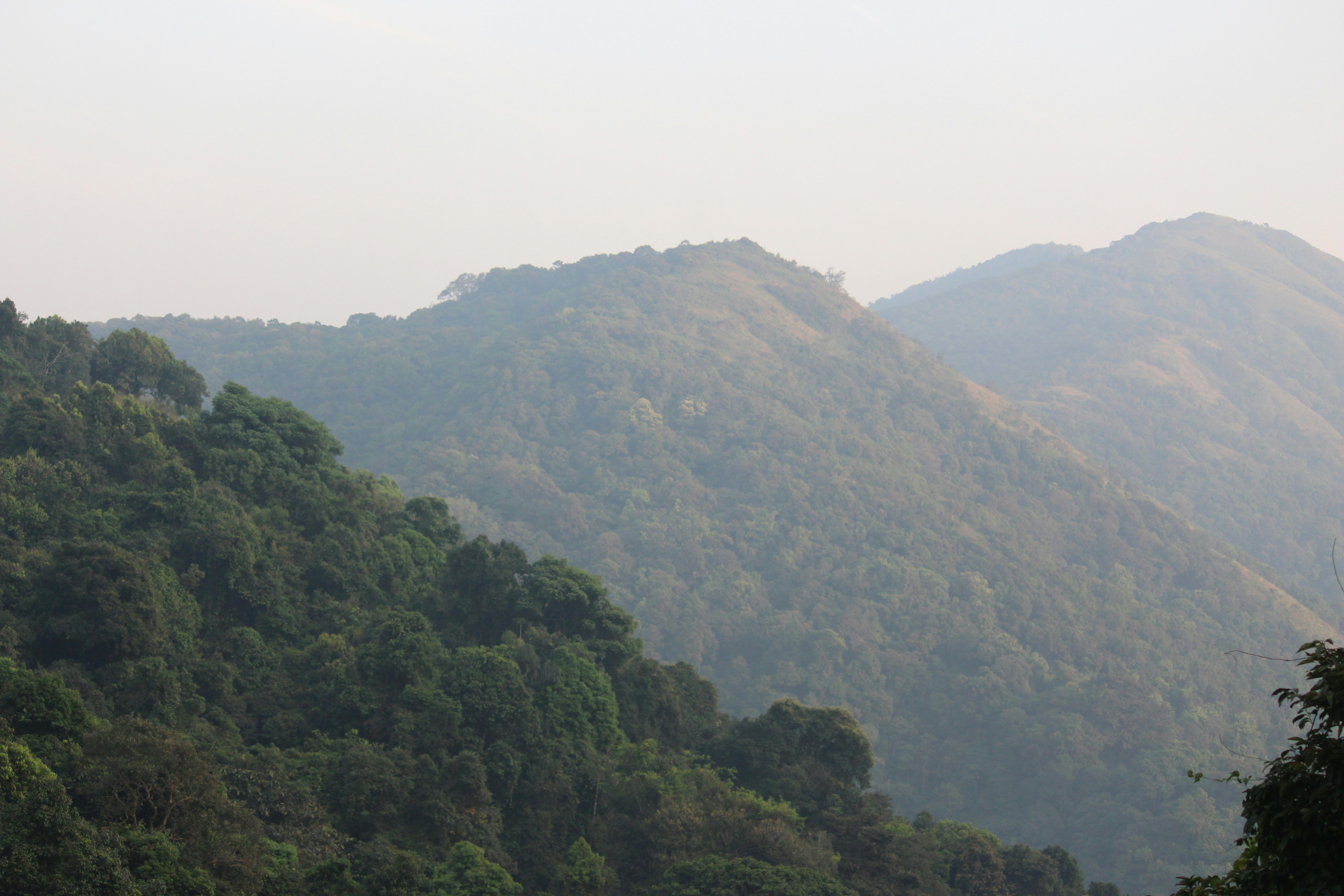 A herd of sheep grazing on a lush green hillside