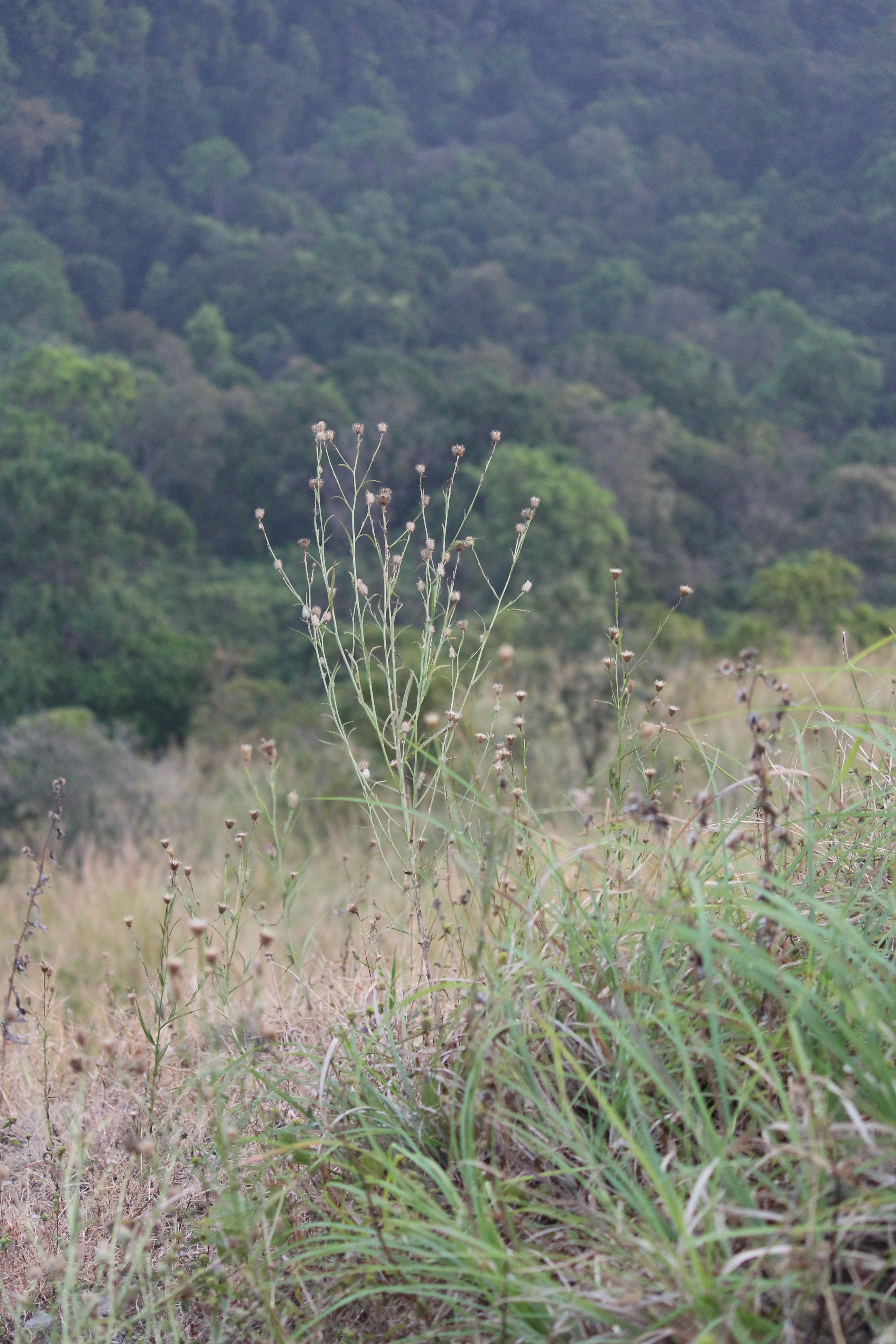 Photo by shridhardixit