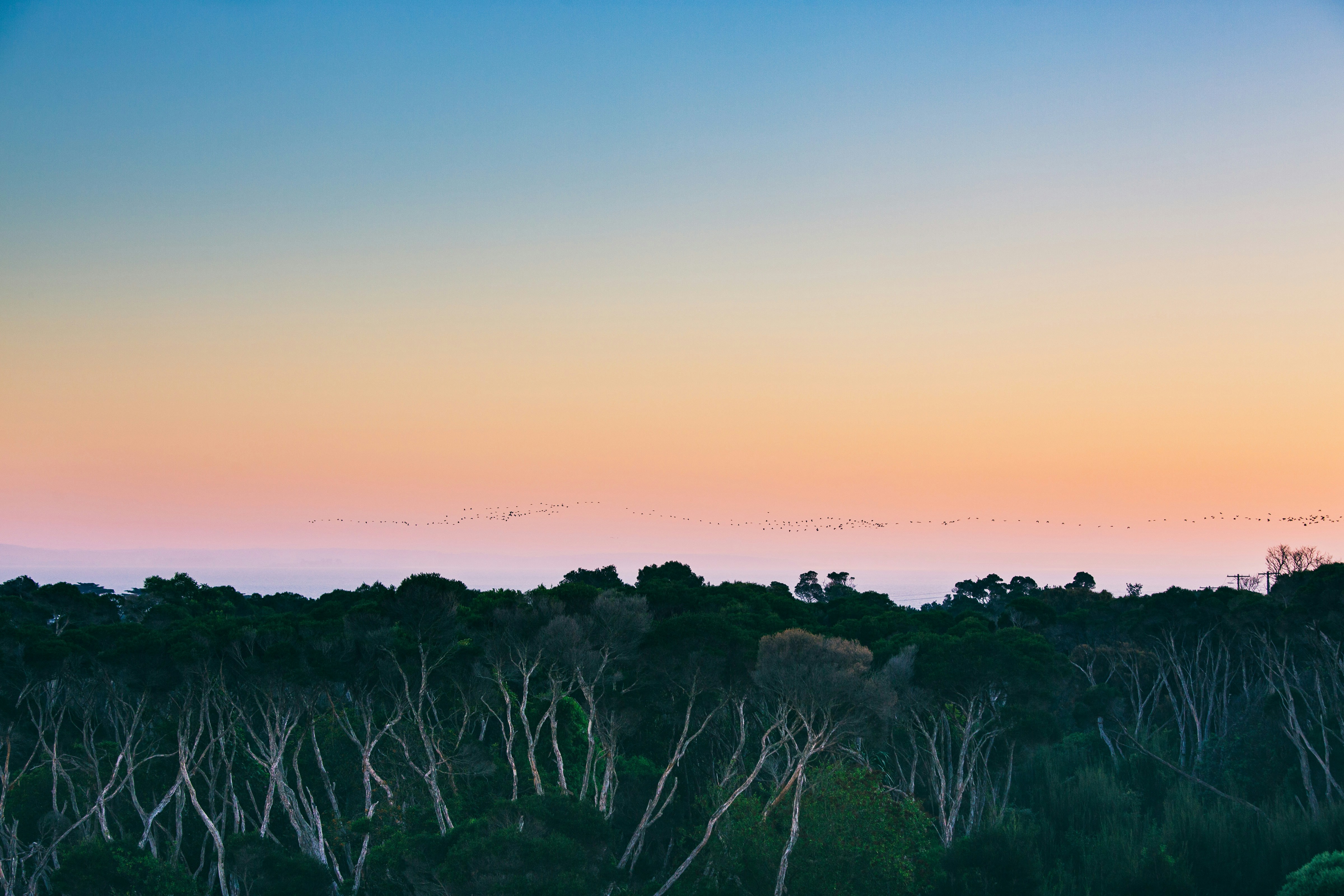 A view of a forest at sunset with trees in the foreground