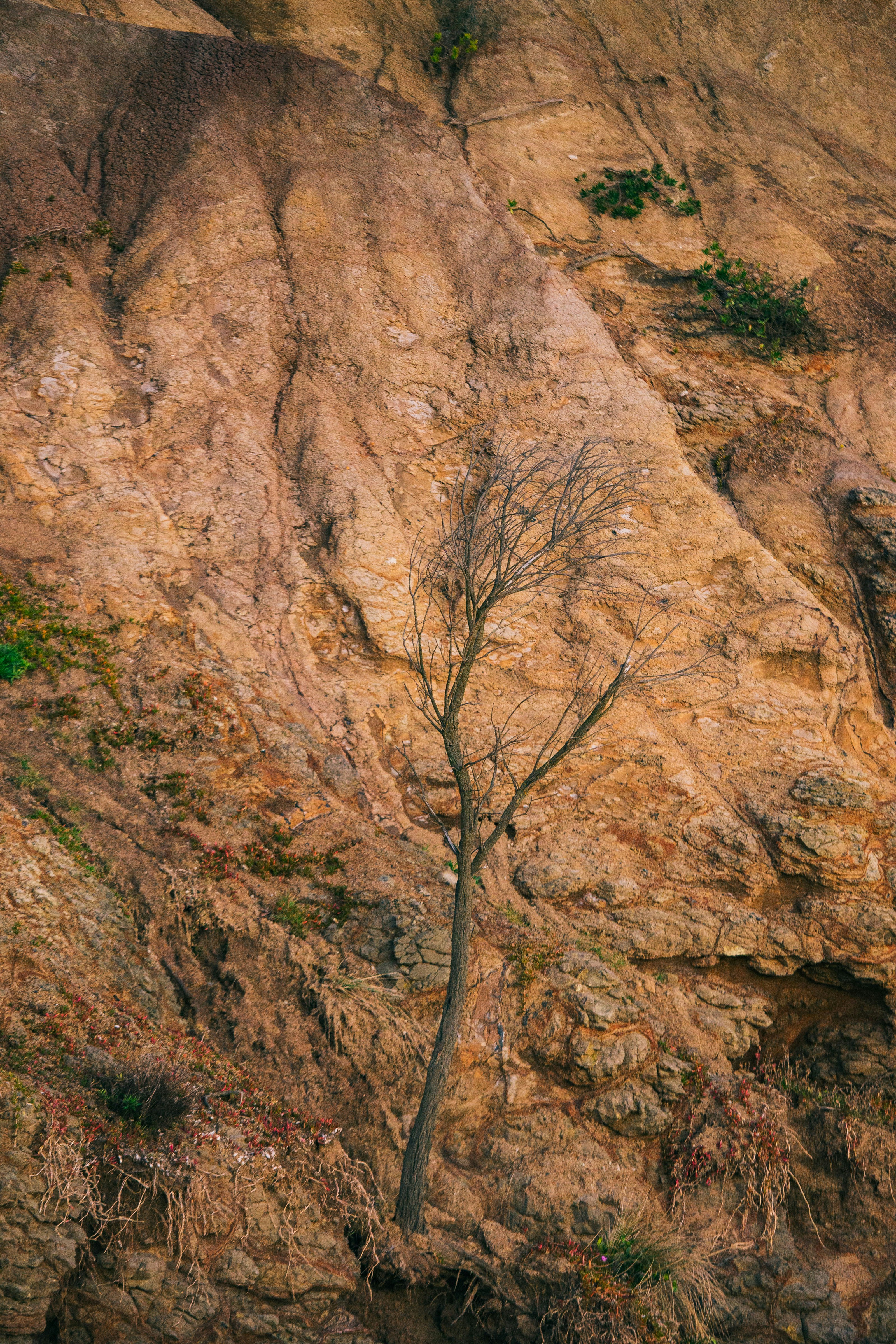 A lone tree growing on the side of a cliff
