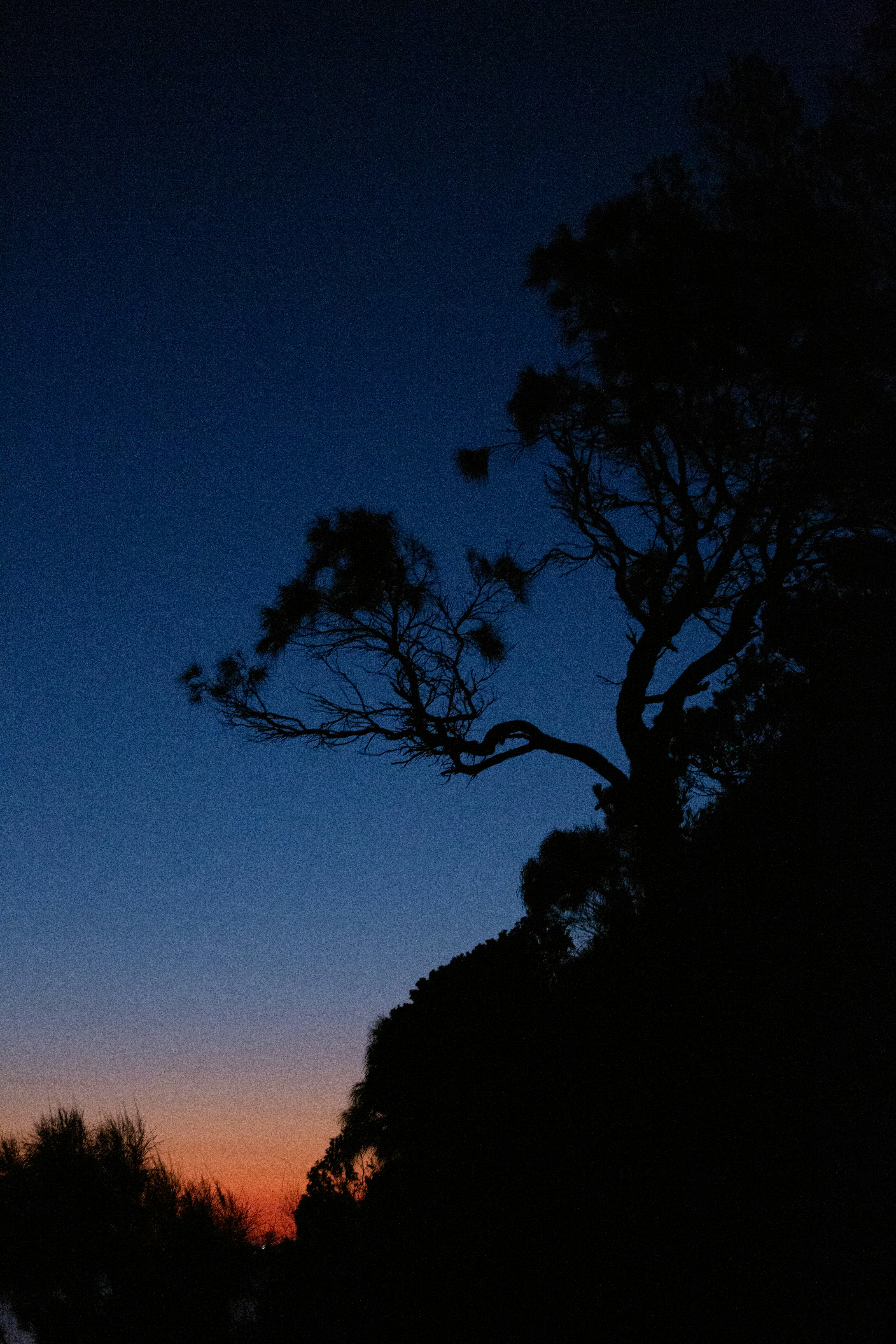 A silhouette of a tree against a blue sky