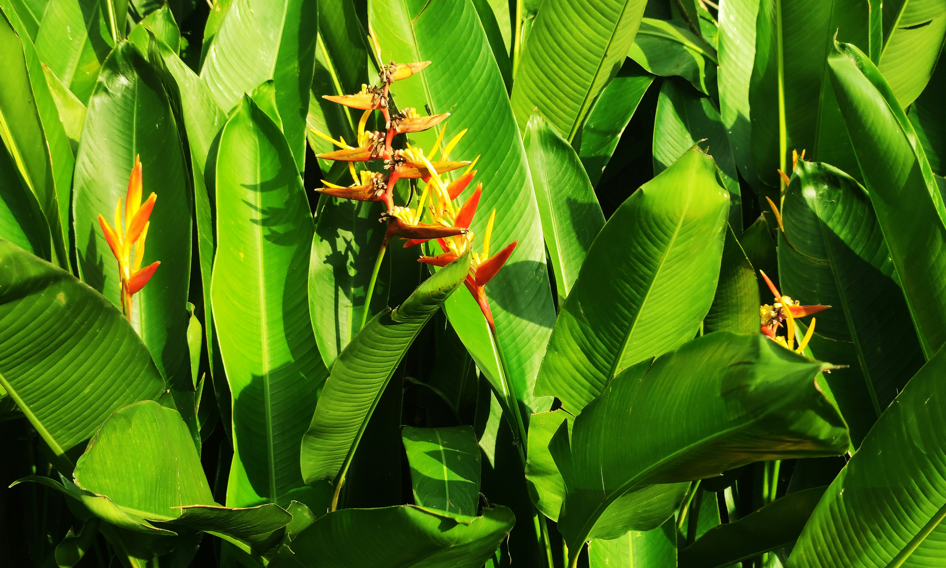 A bunch of green plants with yellow flowers