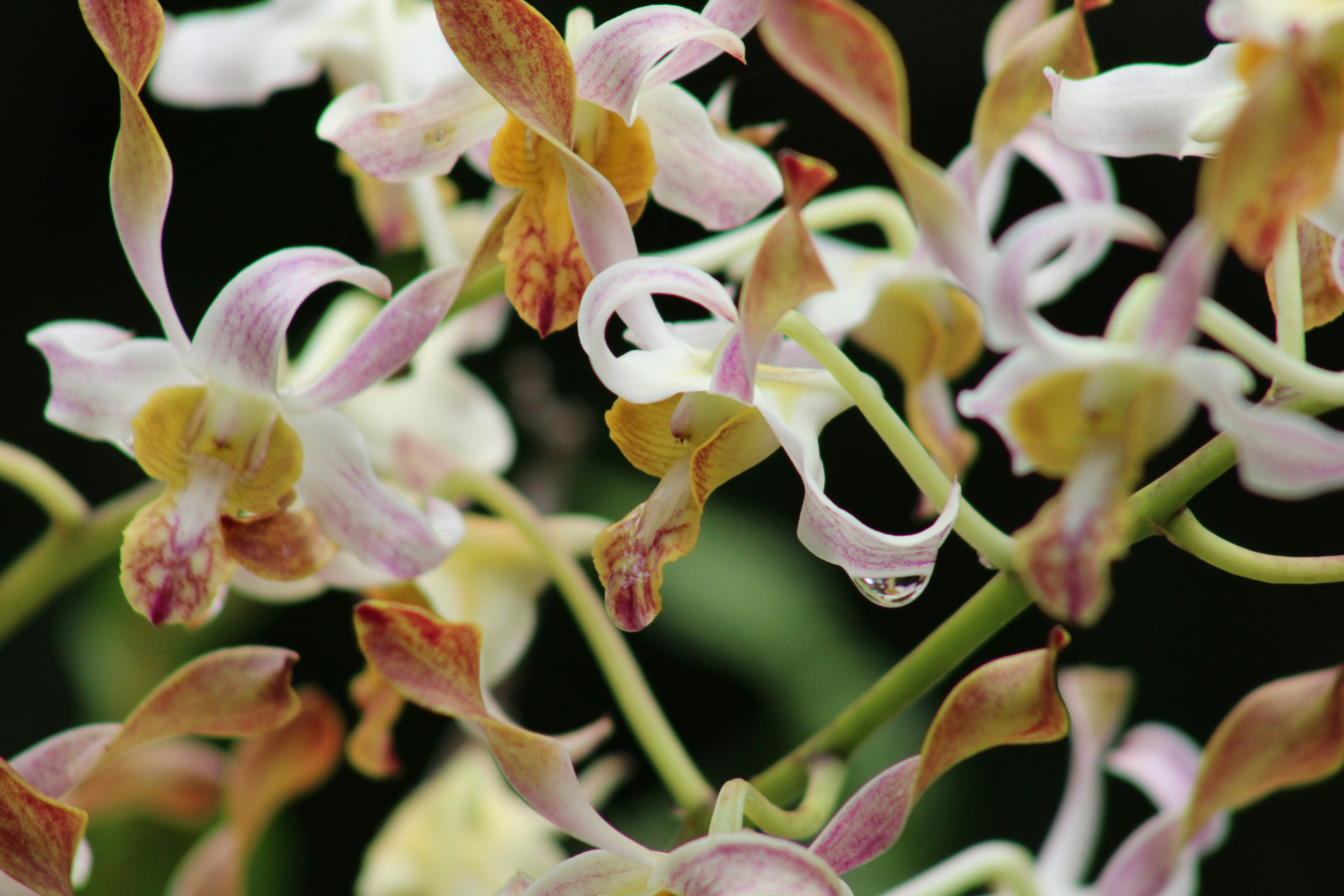 A close up of a bunch of flowers, I’m incredibly satisfied with the quality of this shot.