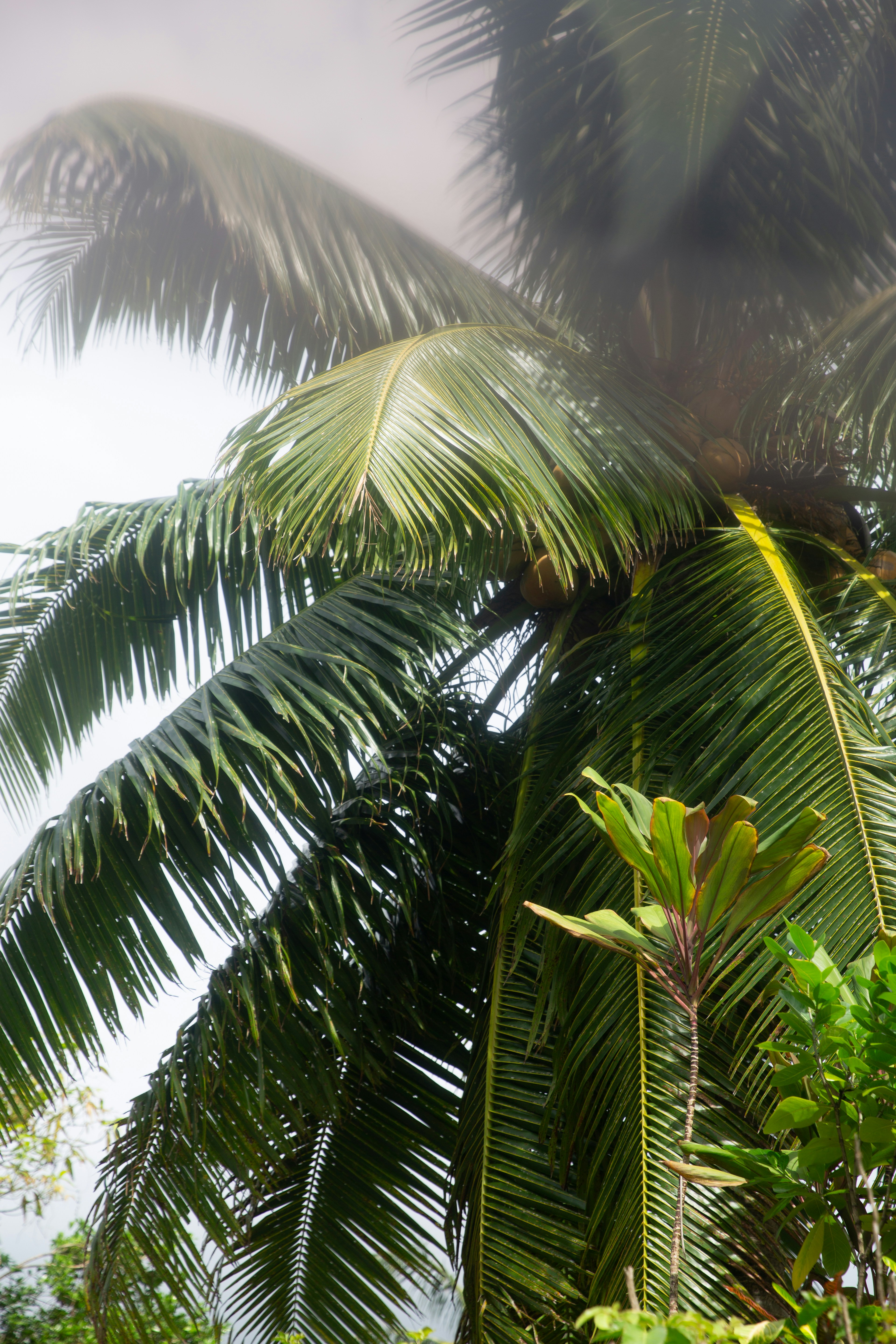 Rarotonga travel photo