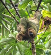 A sloth hanging upside down in a tree