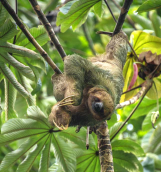 A sloth hanging upside down in a tree