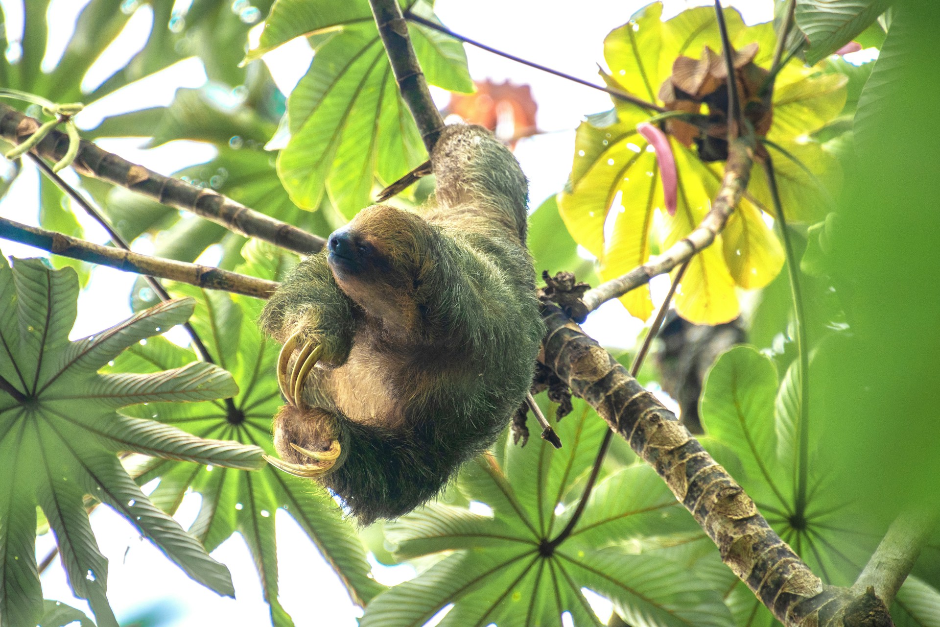 A sloth hanging from a branch in a tree