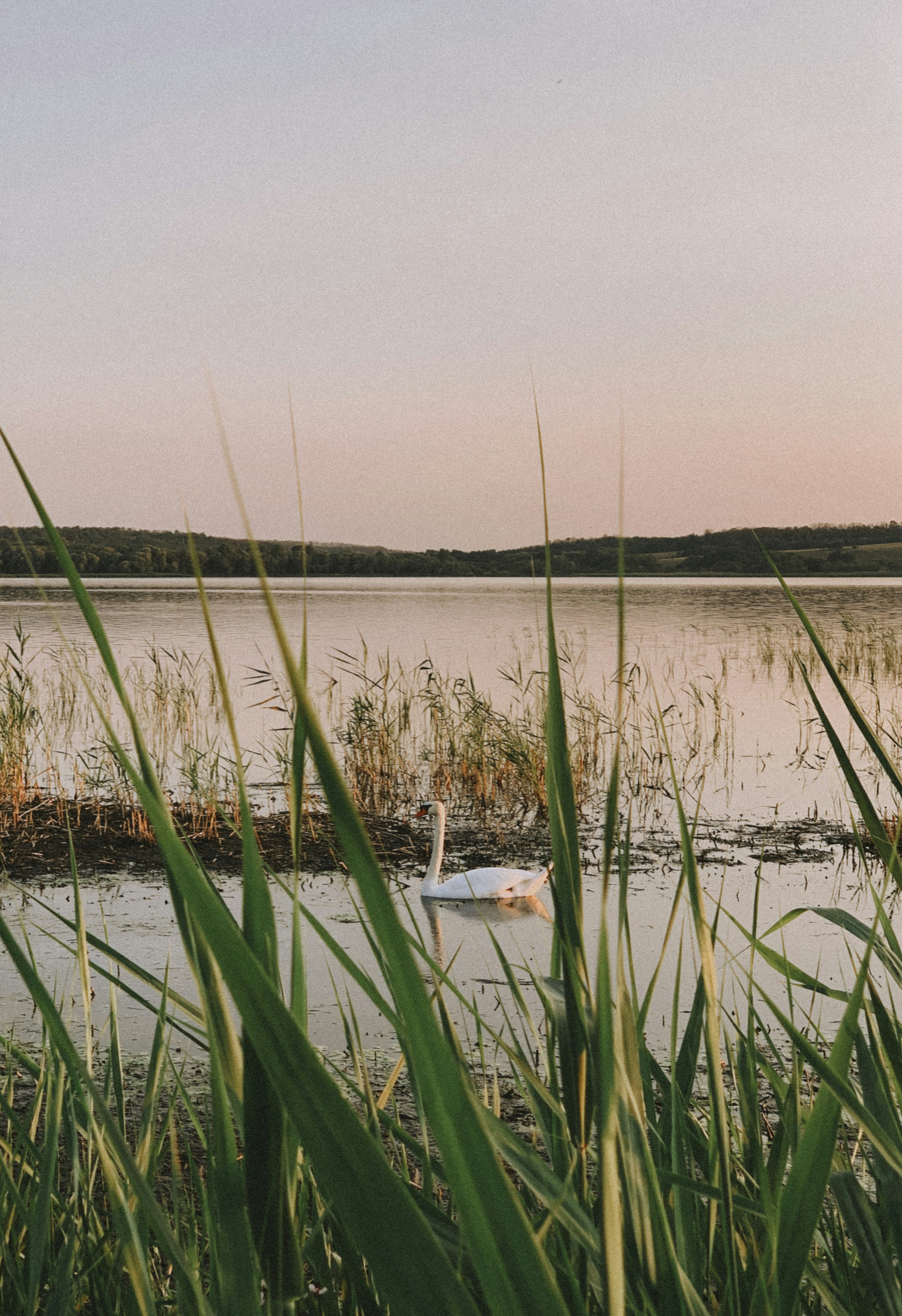 Photo by honeysuckle_phonie