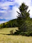 A grassy field with trees and a hill in the background