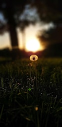 A dandelion sitting in the middle of a field