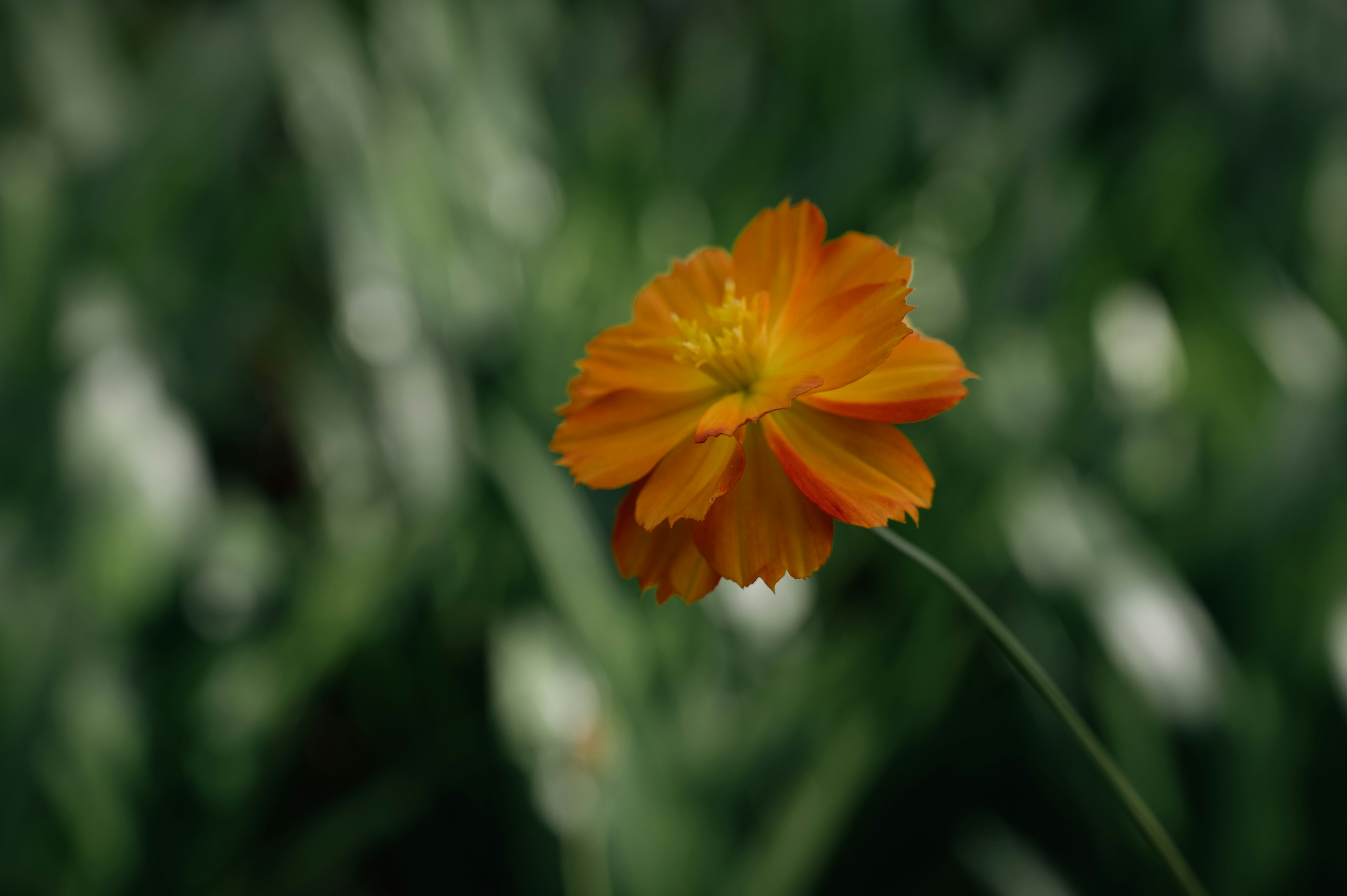 Photo by raghulselvam