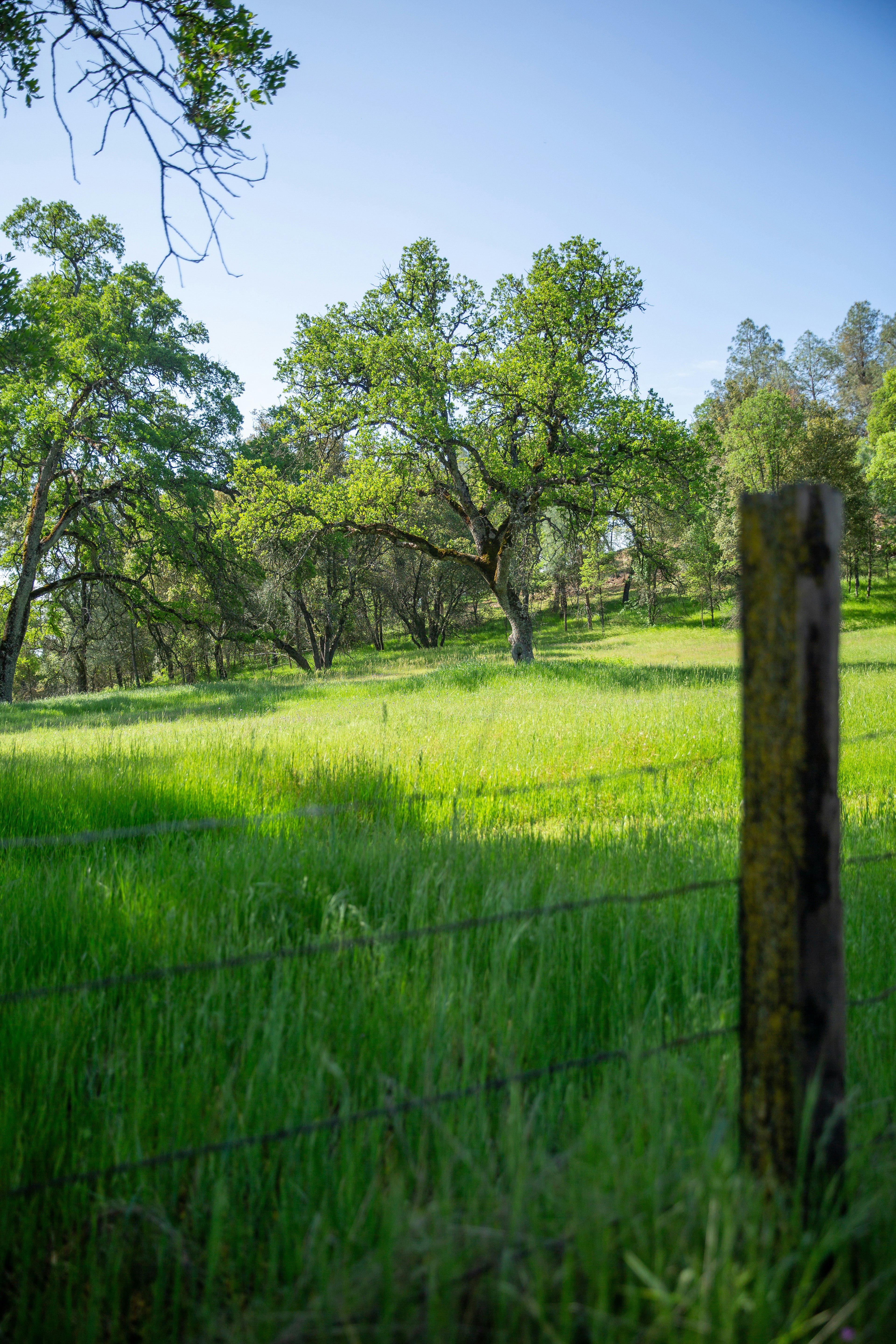 Ein Zaun auf einer Wiese mit Bäumen im Hintergrund