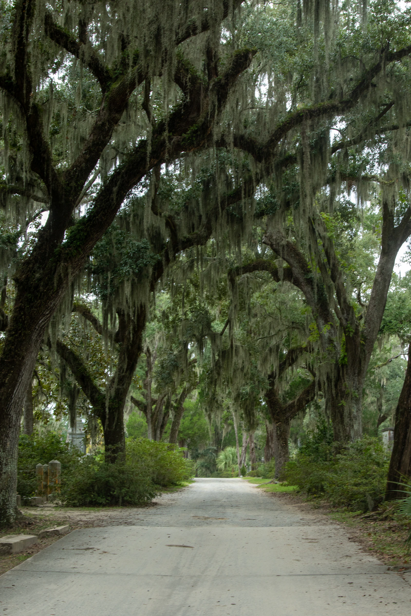 Spanish moss hanging from live oak trees in Savannah, Georgia