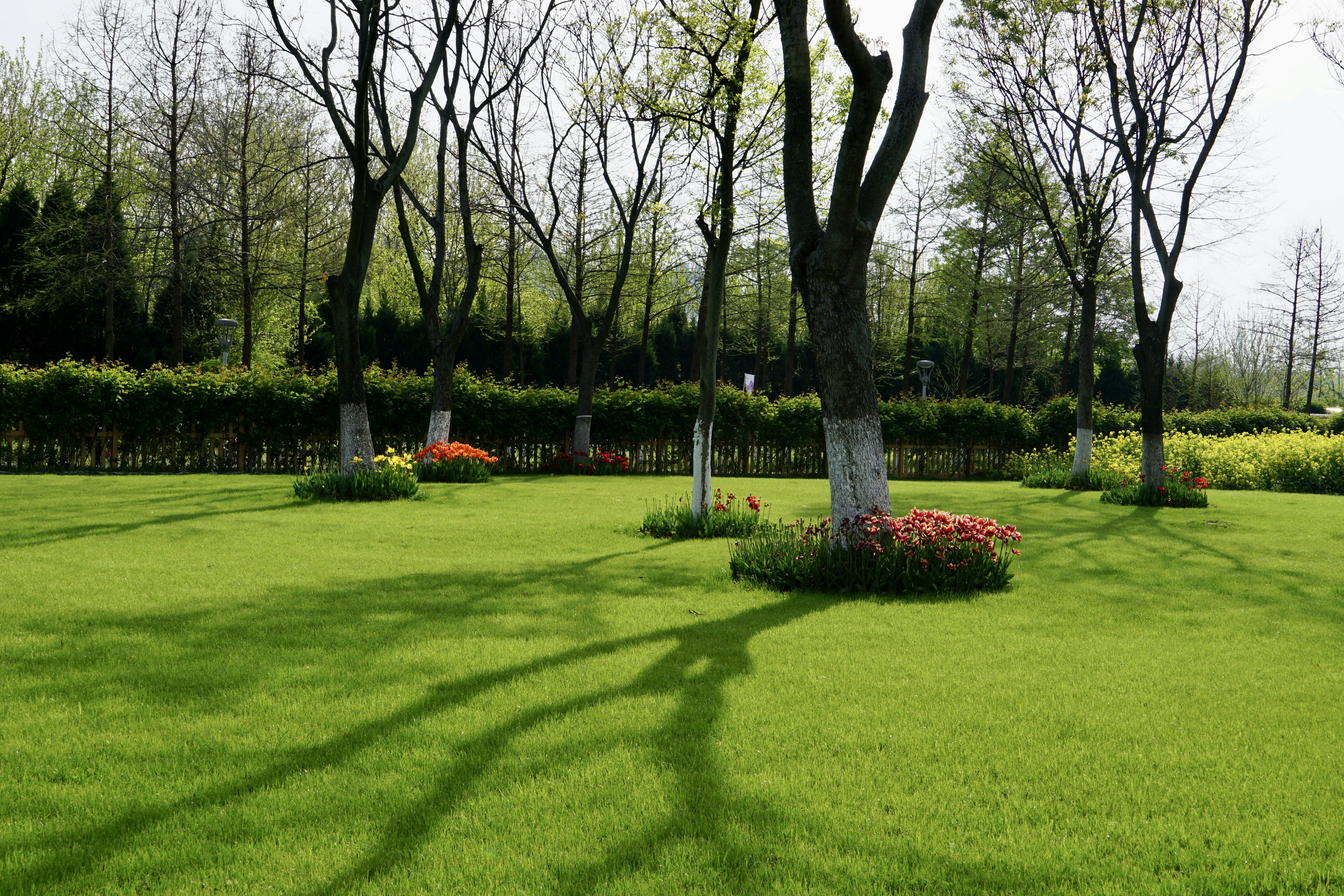 A grassy field with trees and flowers in the background