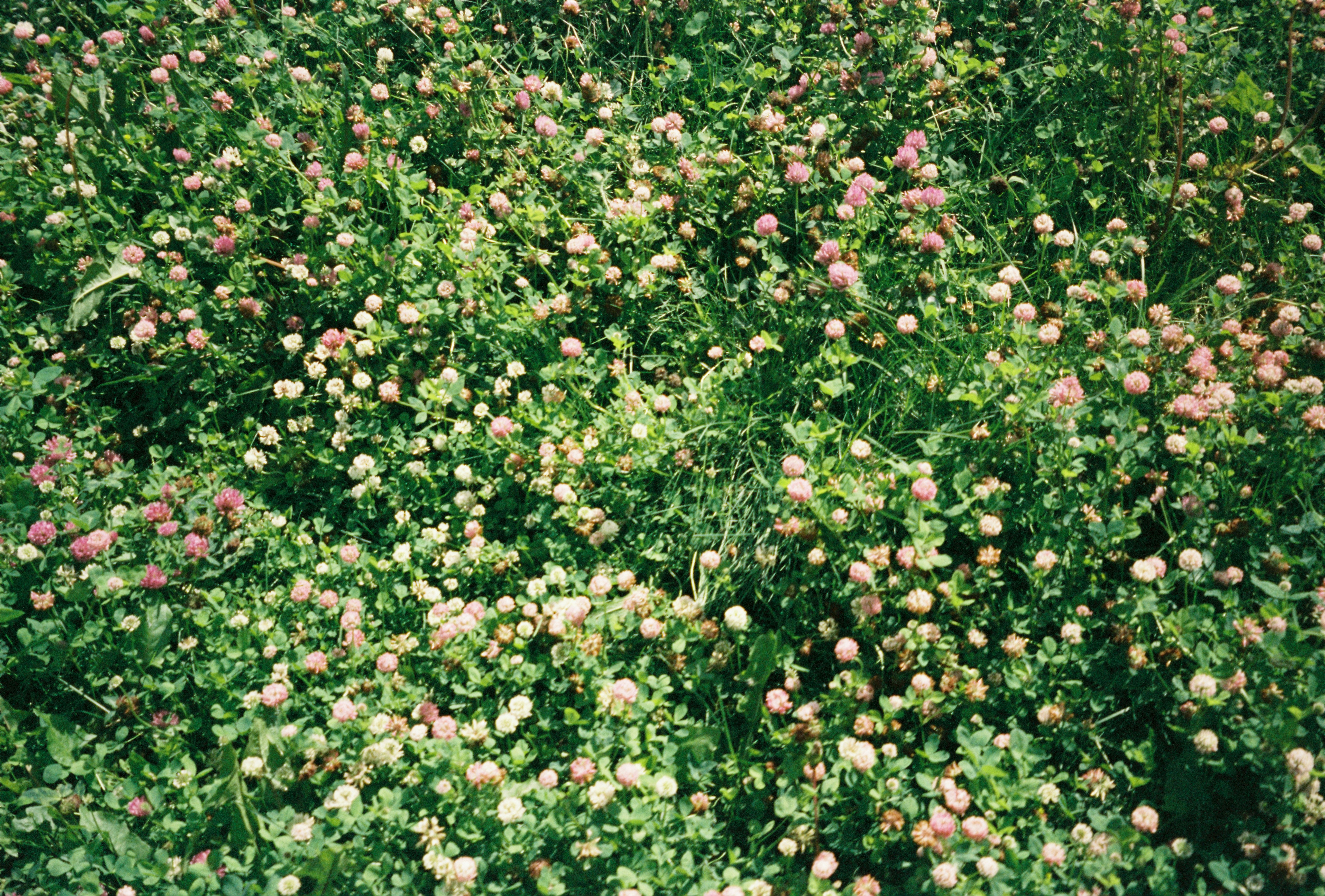A field full of pink and white flowers