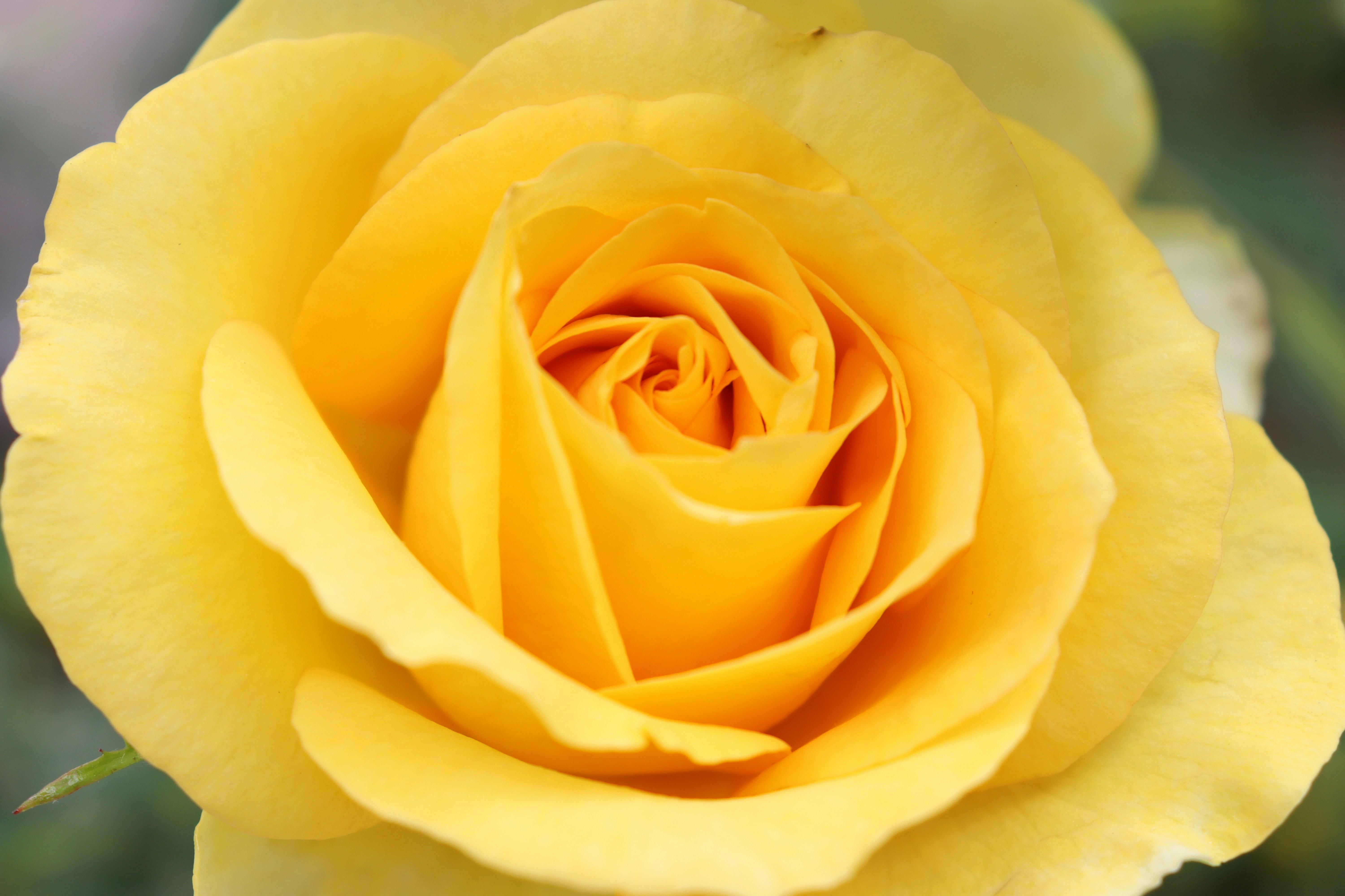 Photo by theonlylokinunez