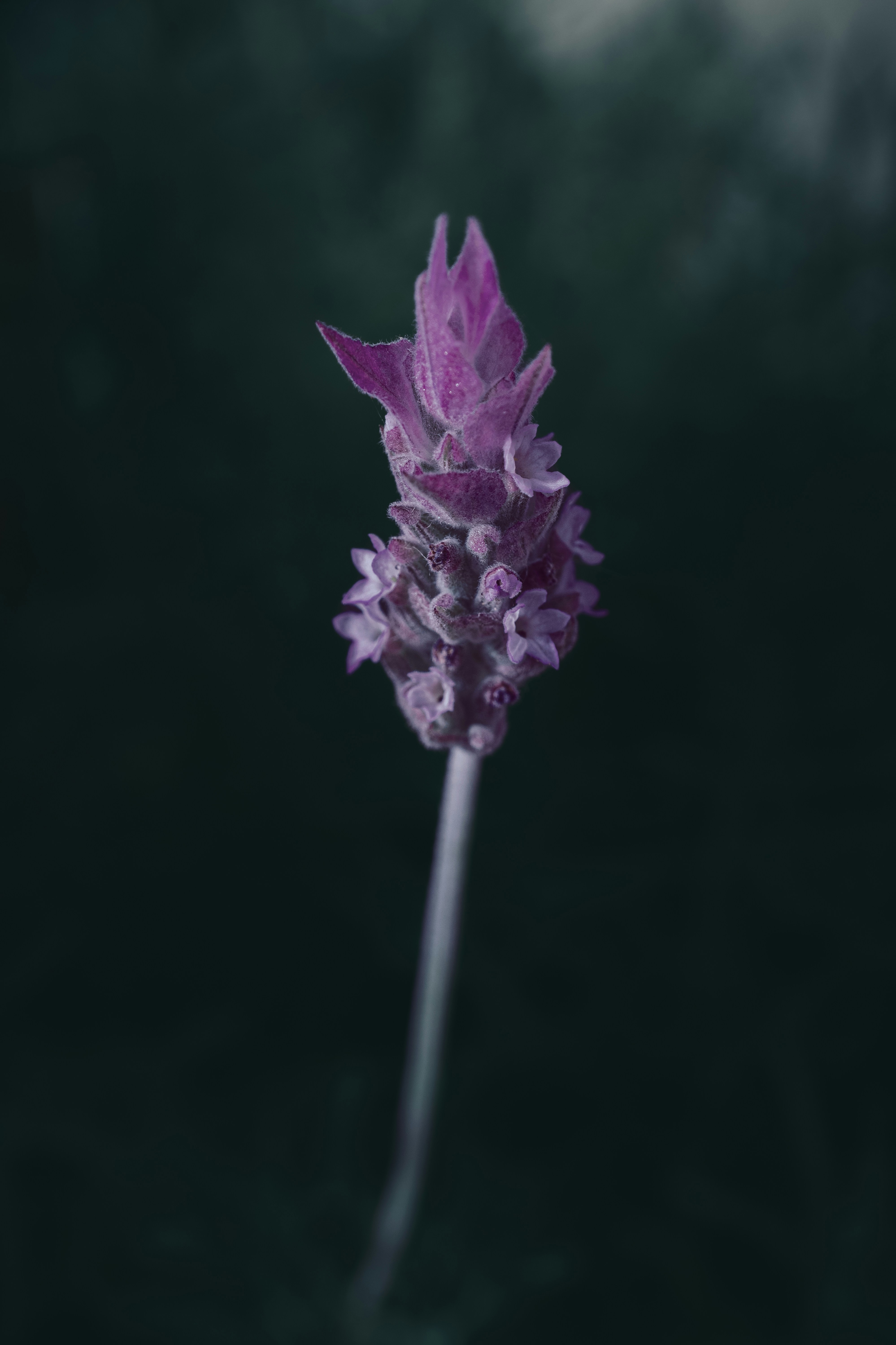 A single purple flower in a vase on a table