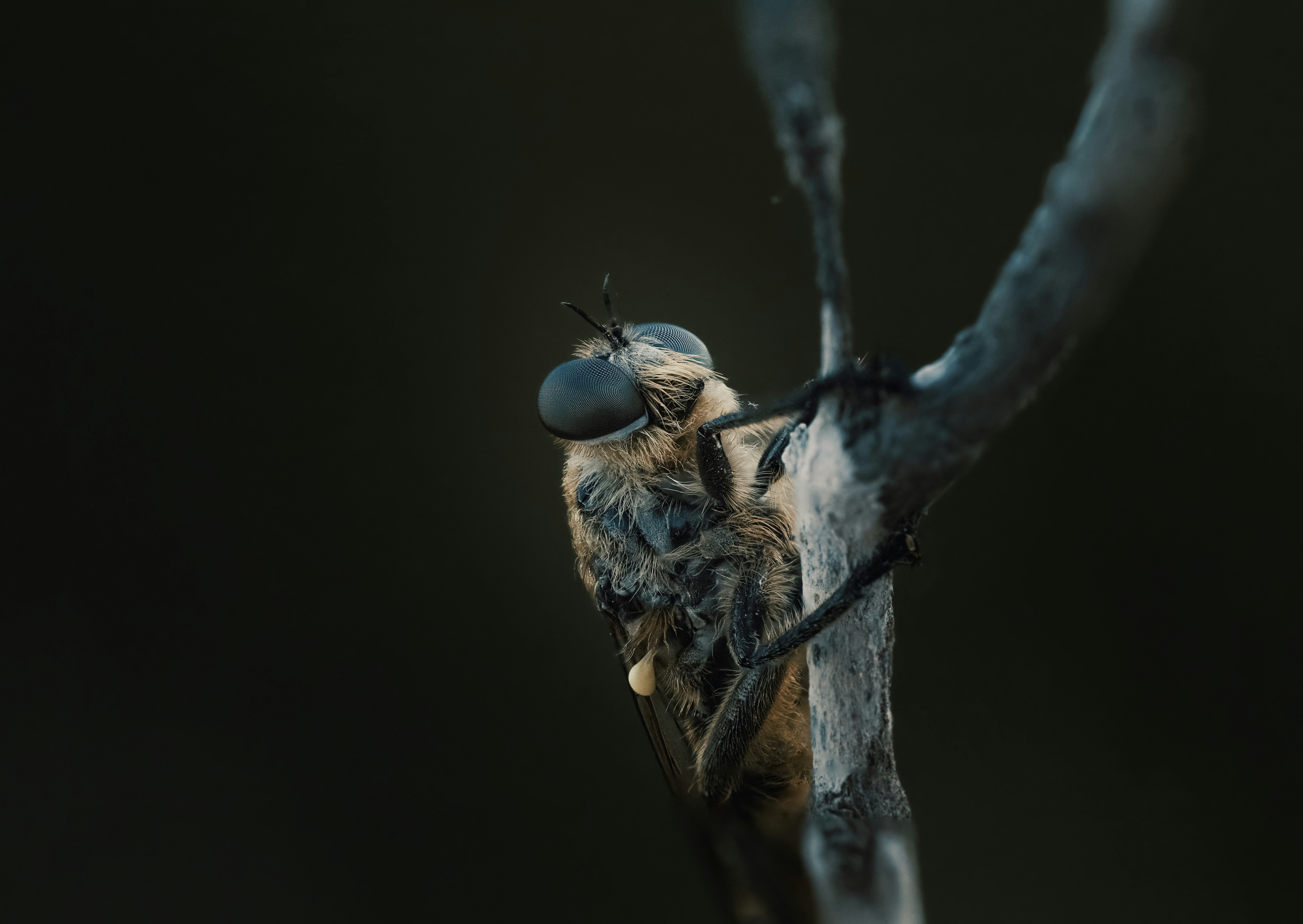 A close up of a bird on a tree branch