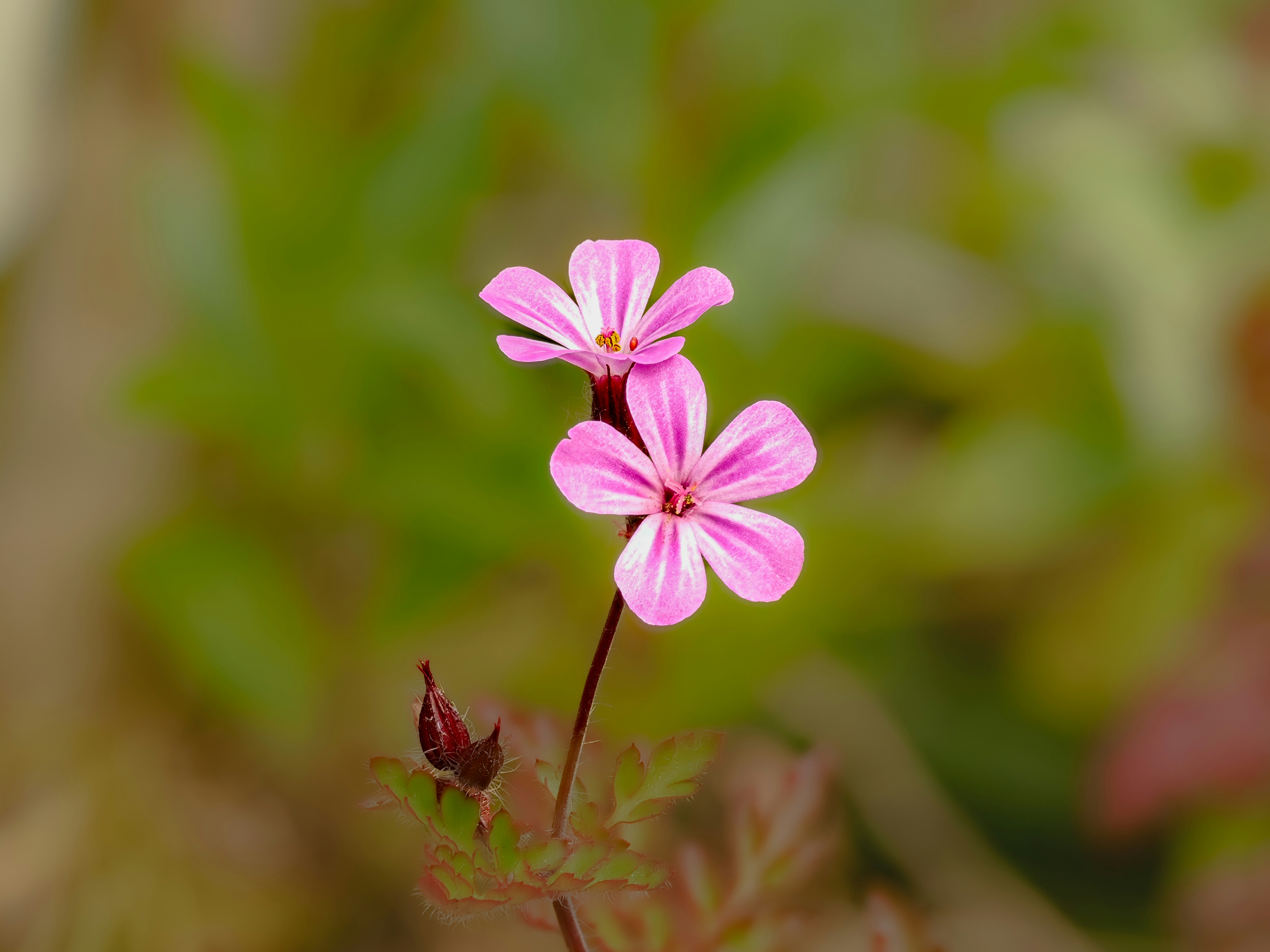 Photo by abushihabmarey