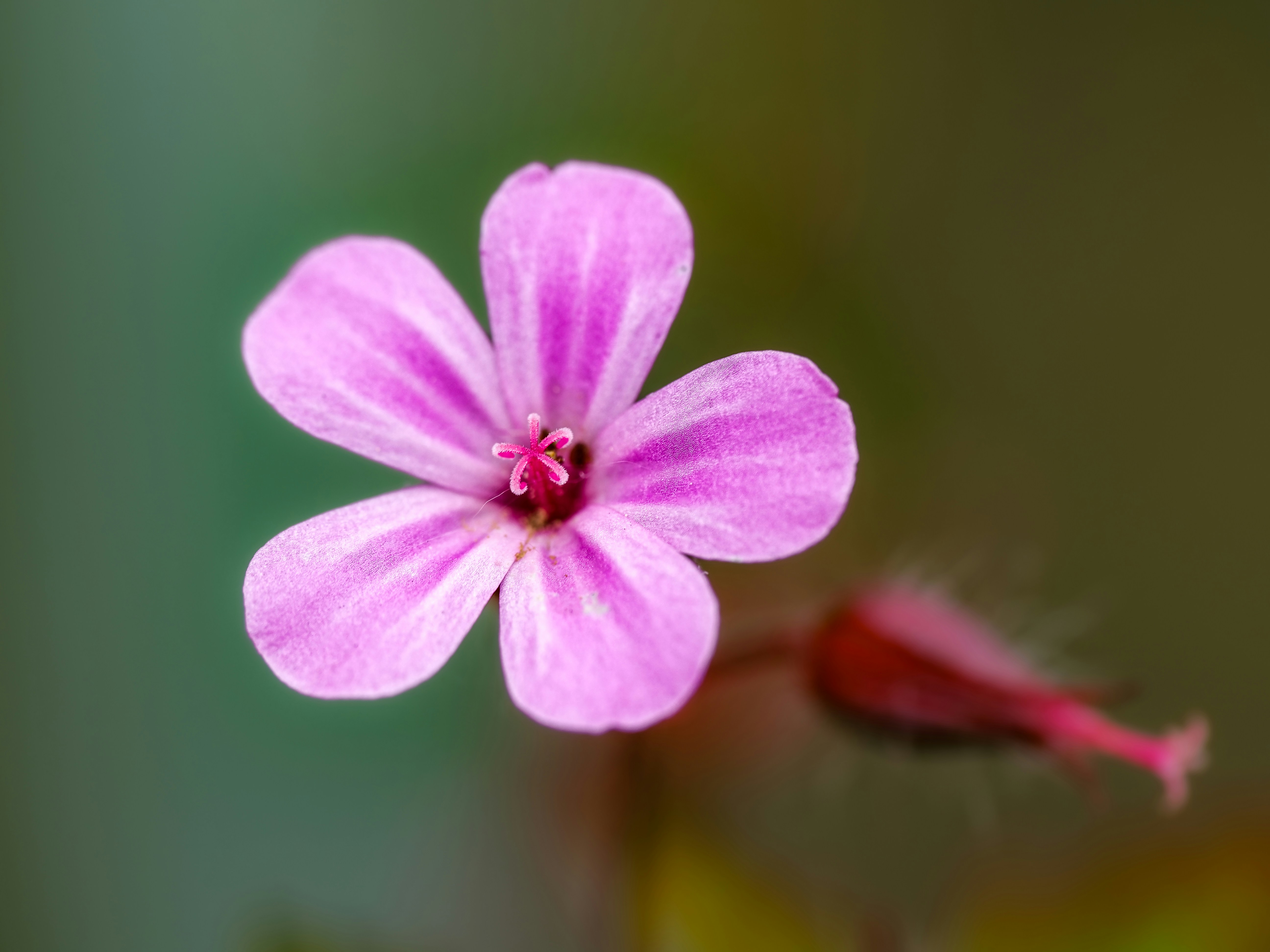 Photo by abushihabmarey