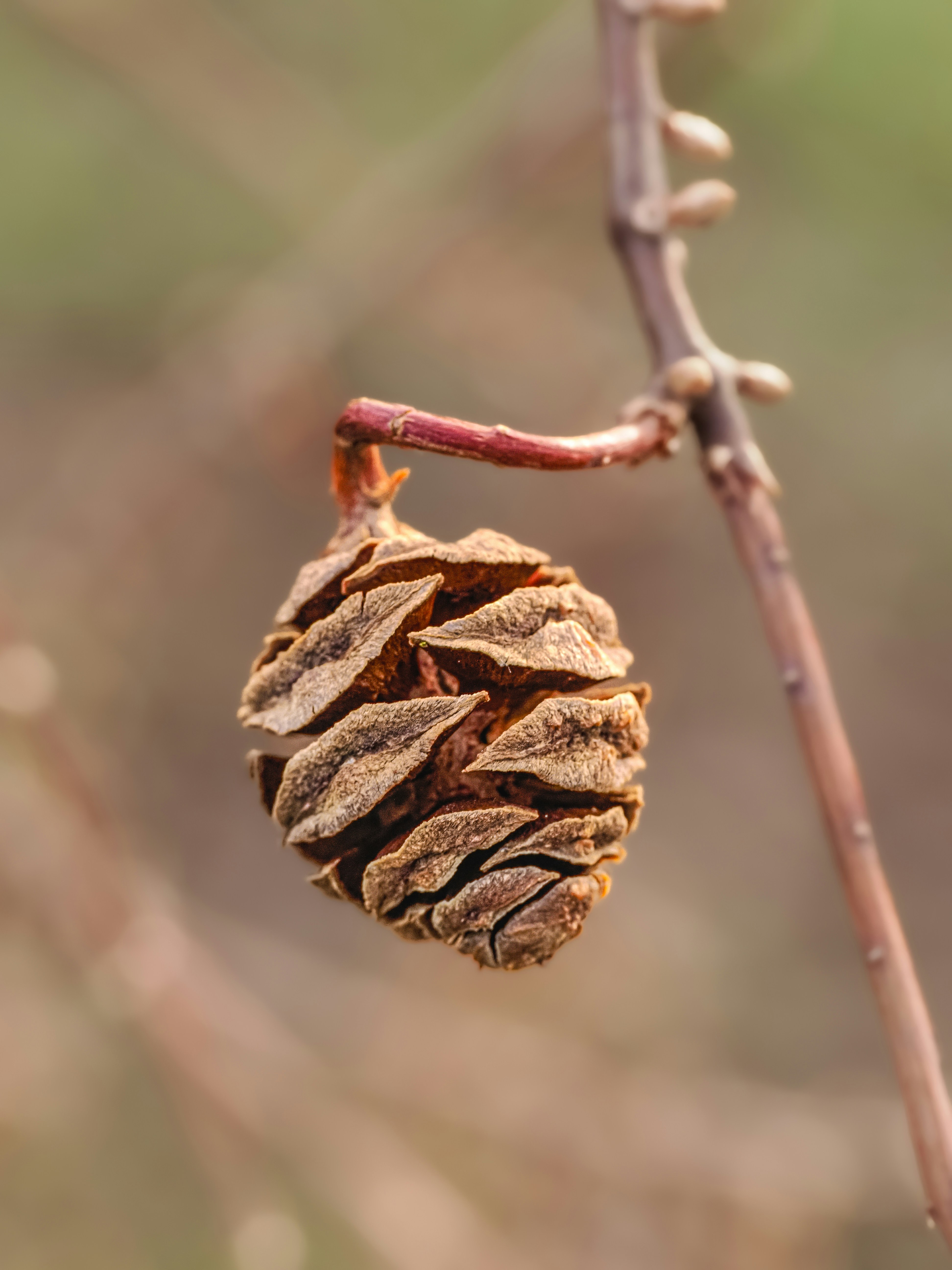 Photo by abushihabmarey