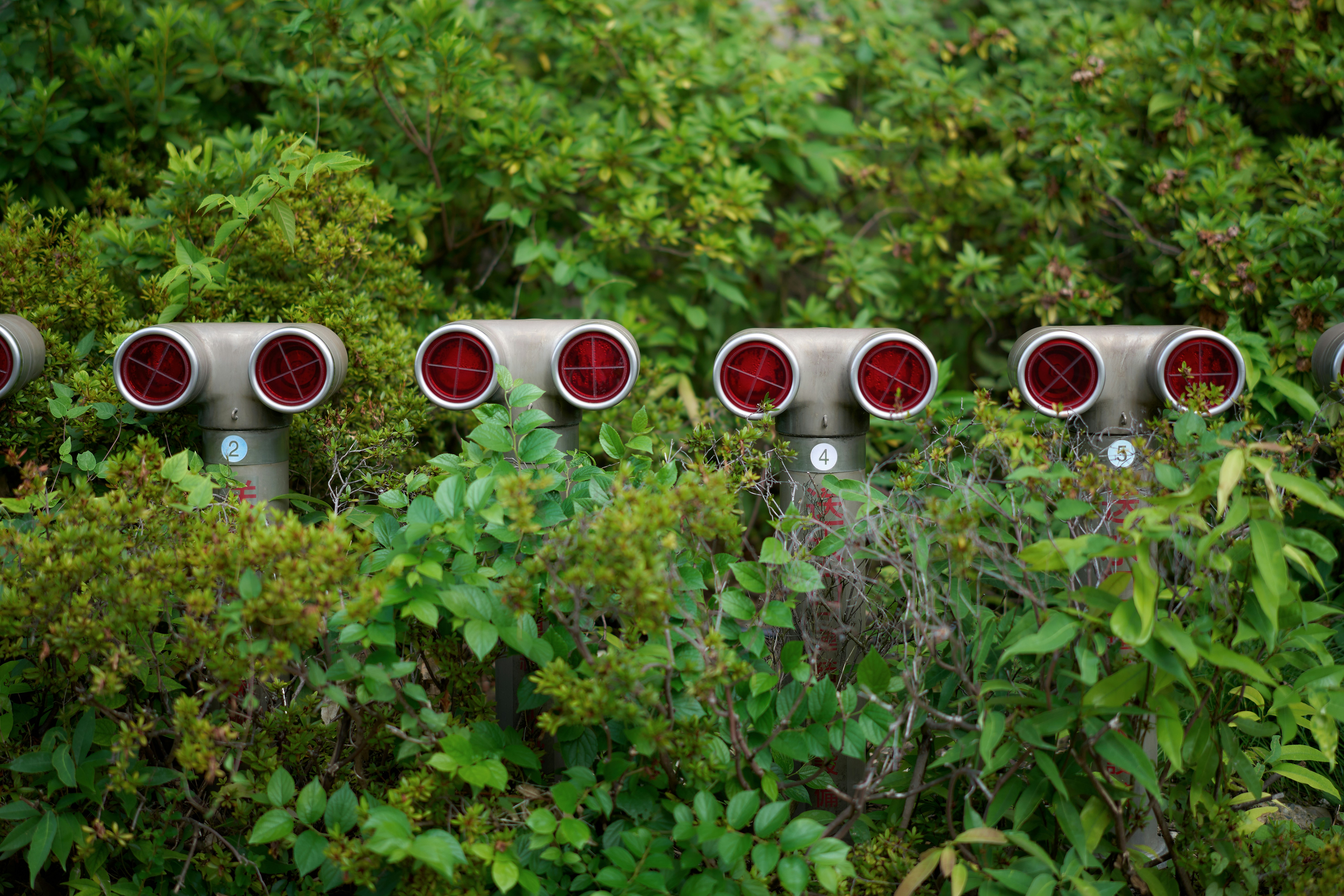 A row of traffic lights sitting in the middle of a forest