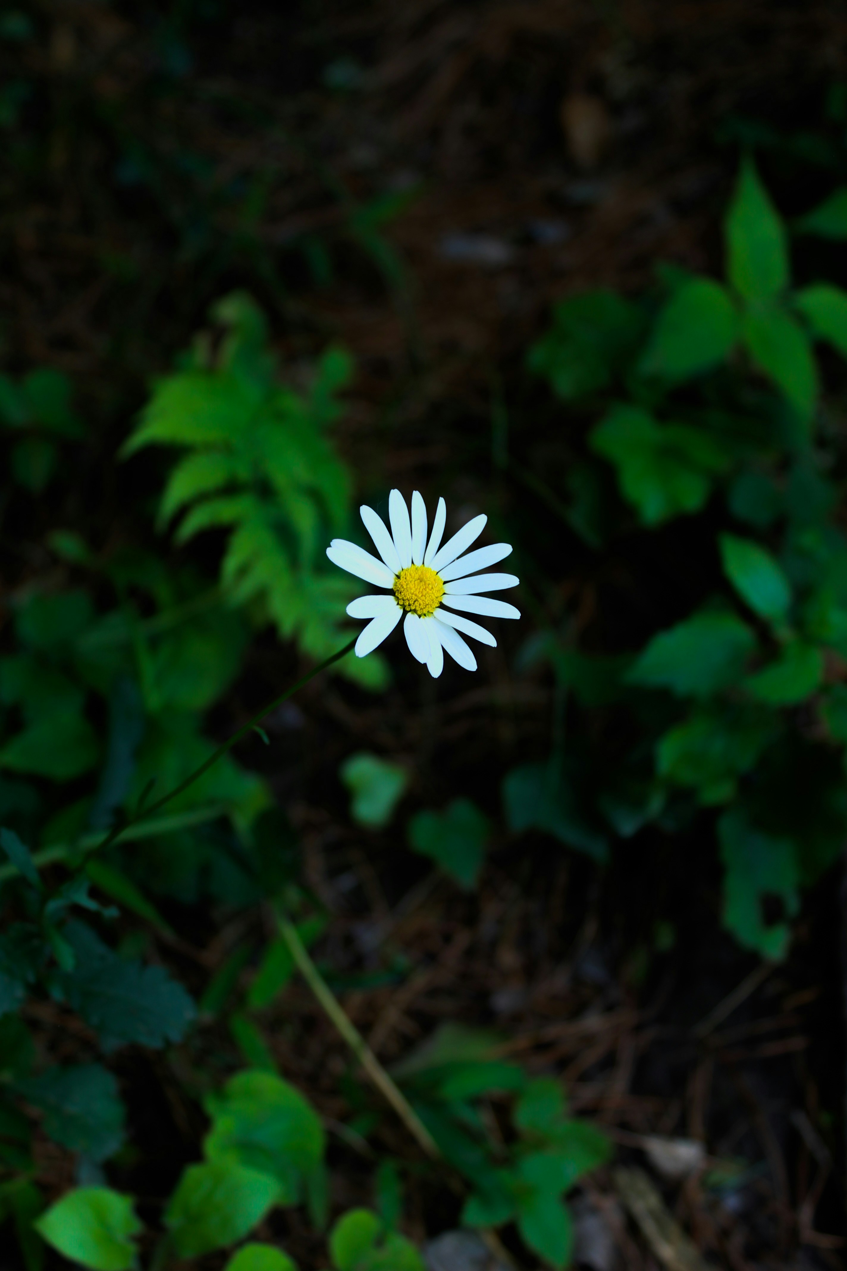 A single white flower sitting in the middle of a forest photo – Free ...