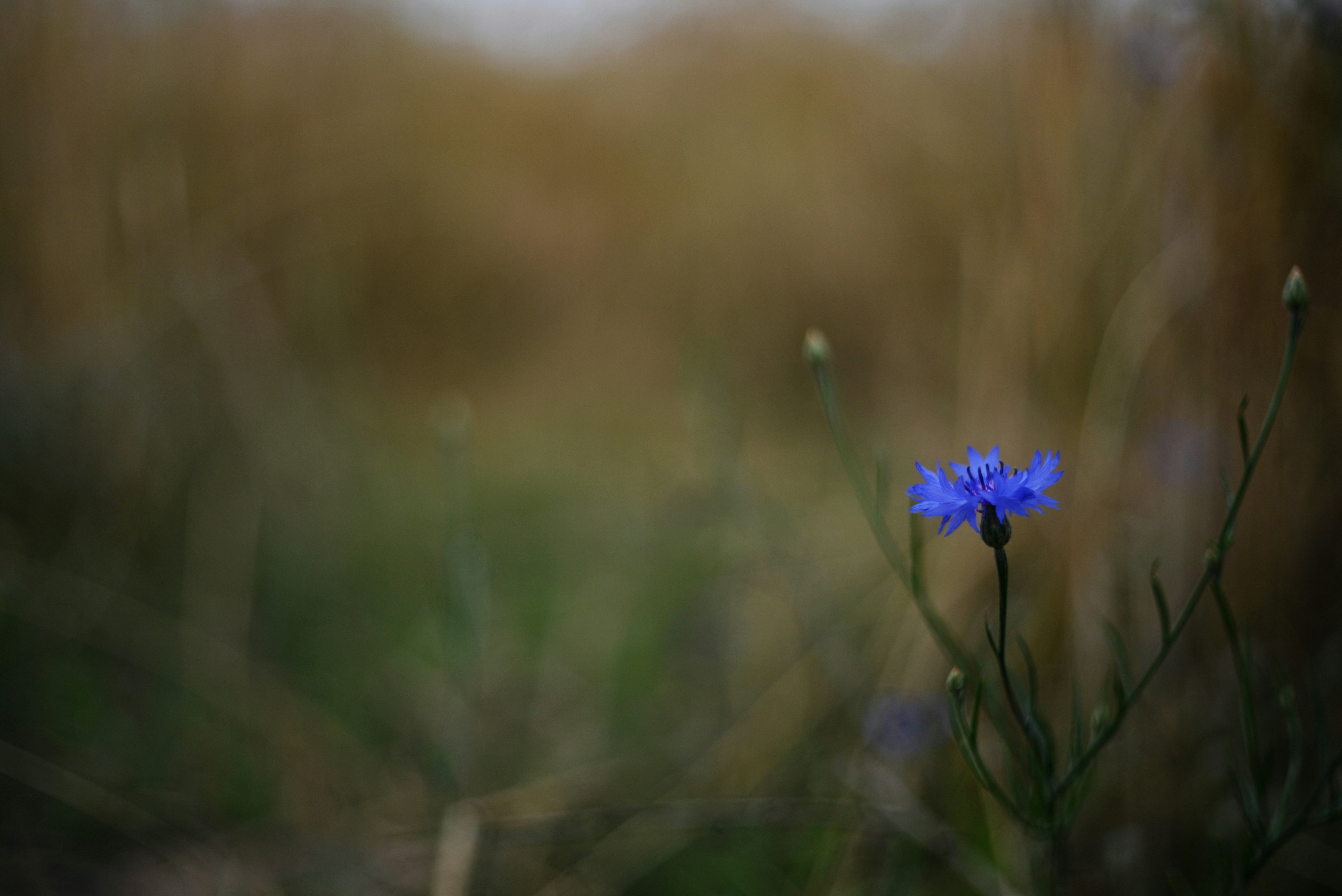 Photo by cherstve_pechivo