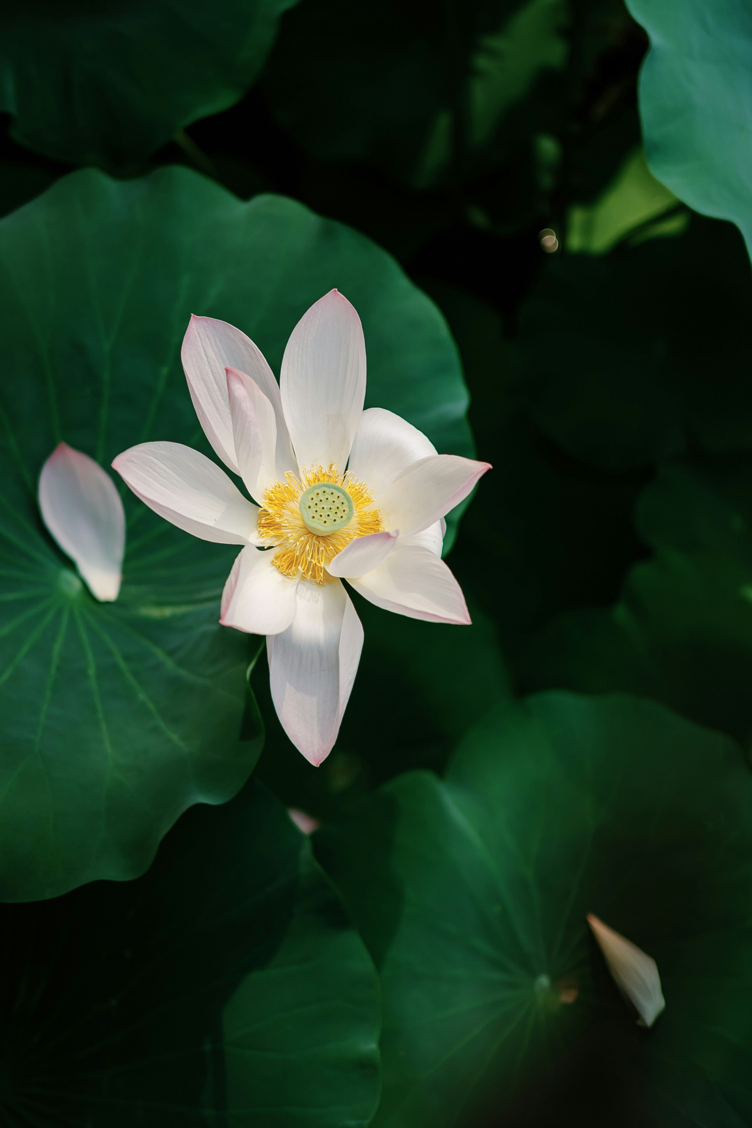 A white flower with a yellow center surrounded by green leaves