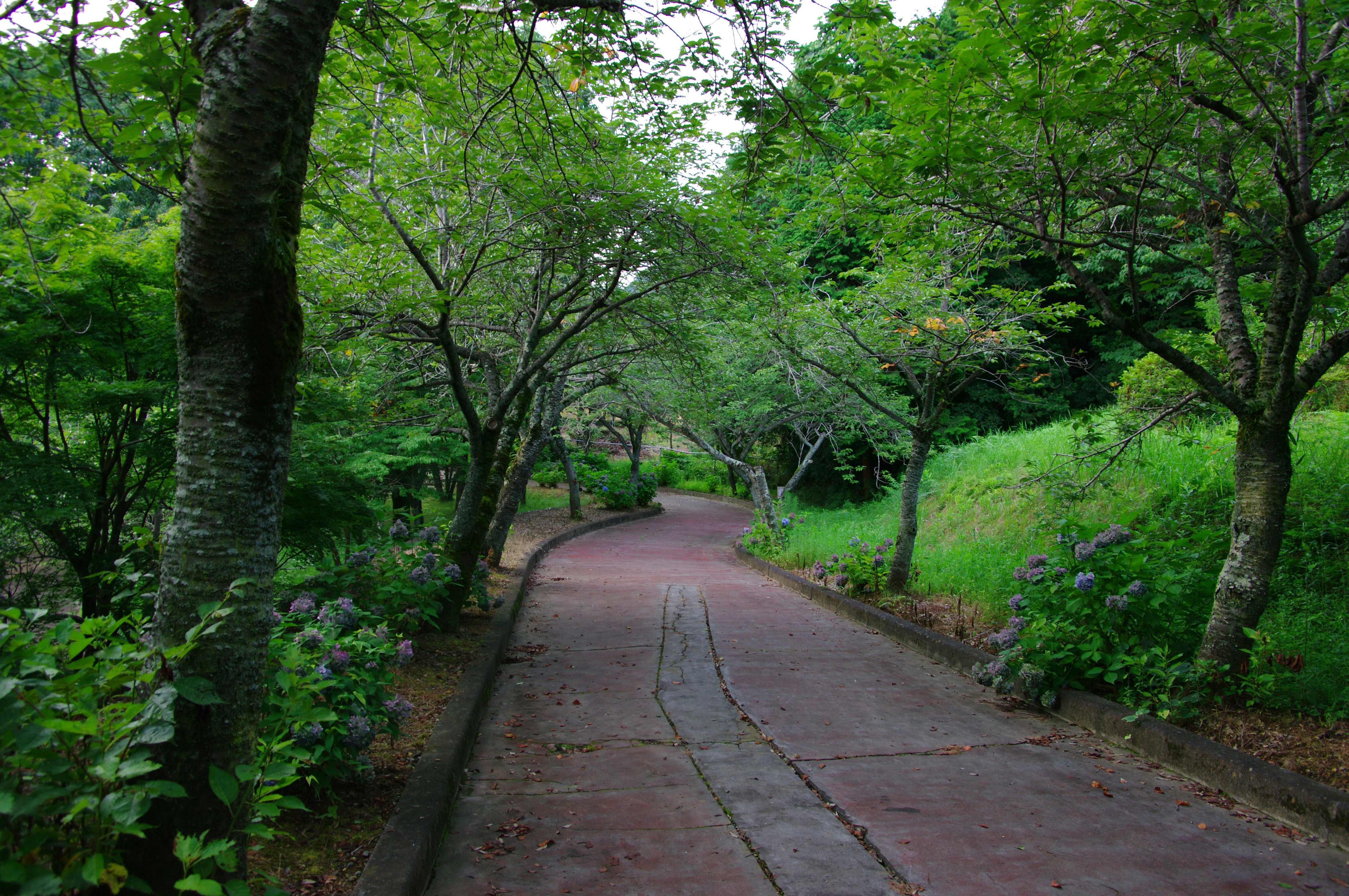Beautiful green and flower garden、新緑と美しい花が織りなす絶景 A superb view of fresh greenery and beautiful flowers、Give a bouquet of flowers 花束贈るA superb view of Japan's beautiful village and flowers